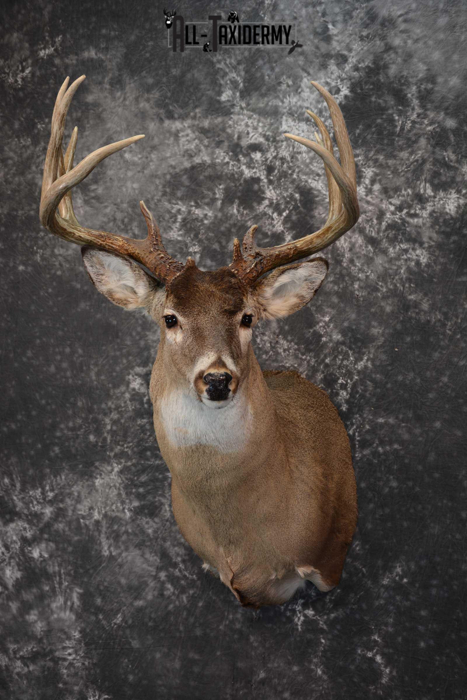 Whitetail Deer Taxidermy shoulder mount for sale SKU 1604 - Image 8