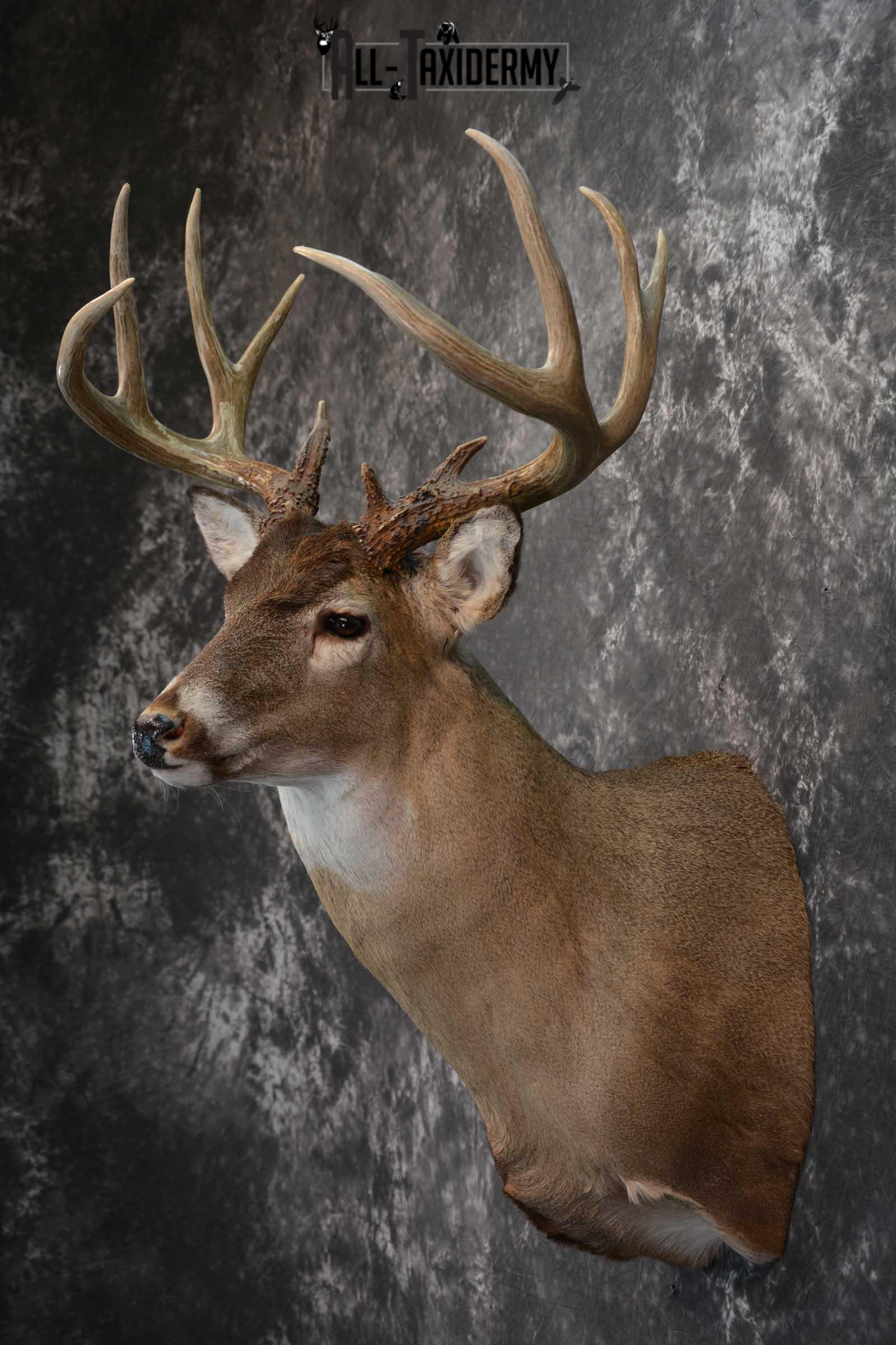 Whitetail Deer Taxidermy shoulder mount for sale SKU 1604 - Image 7