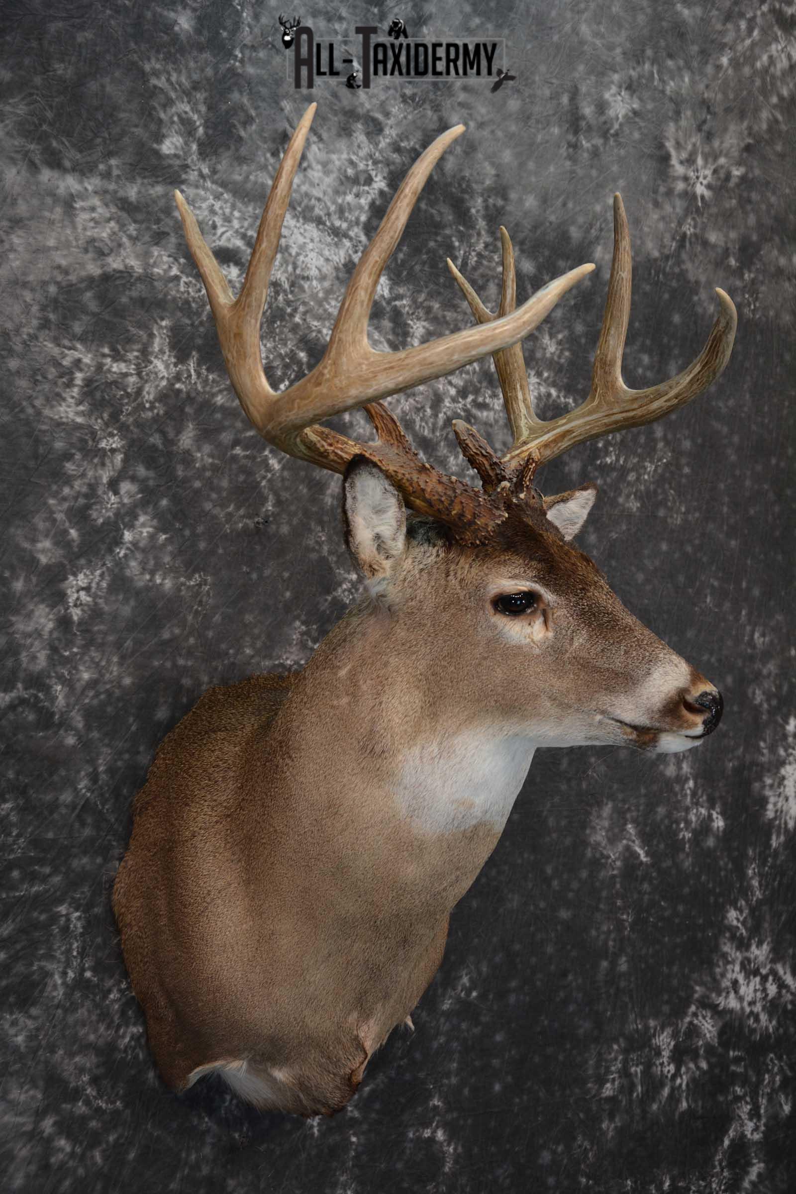 Whitetail Deer Taxidermy shoulder mount for sale SKU 1604 - Image 6