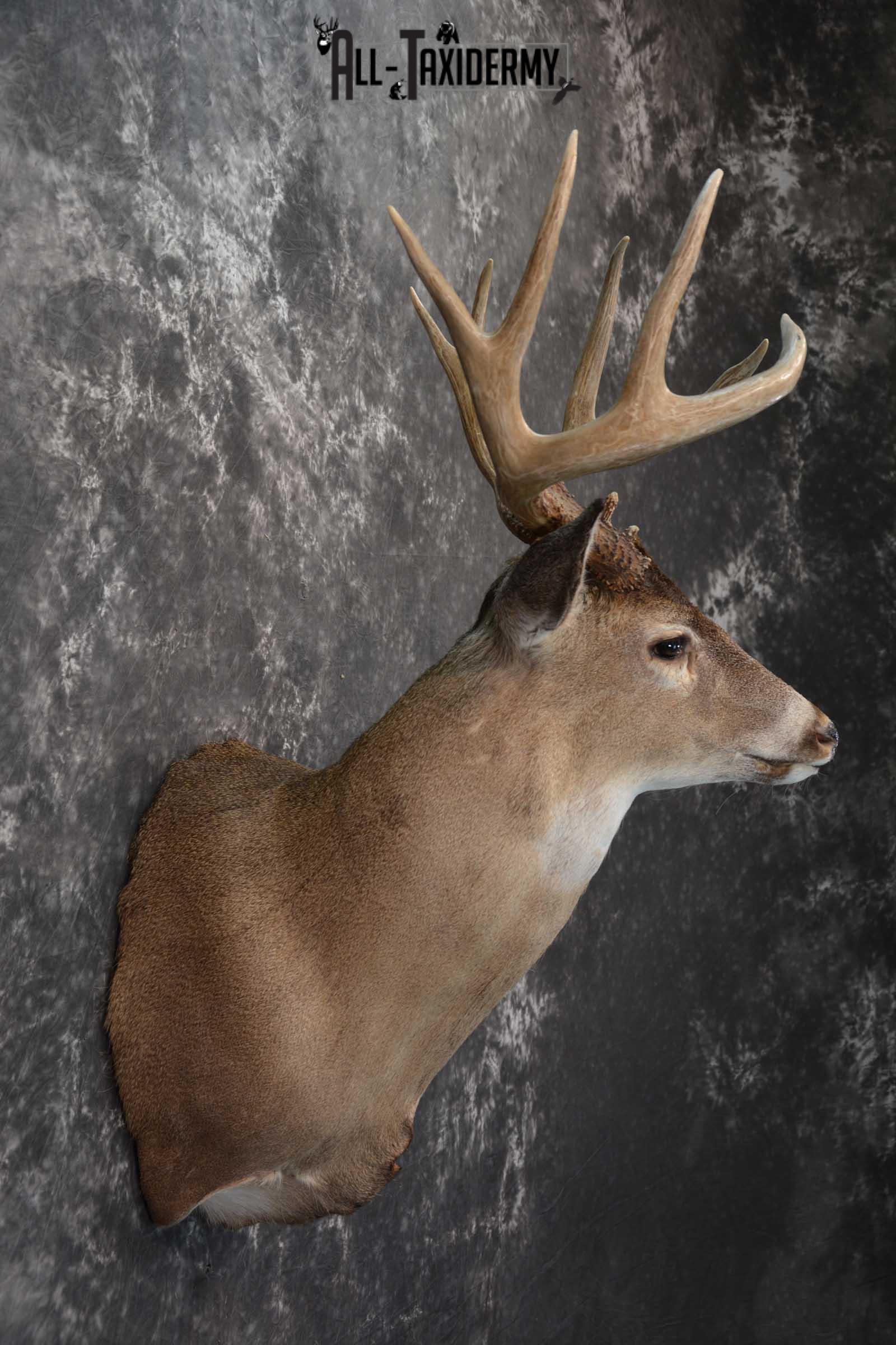 Whitetail Deer Taxidermy shoulder mount for sale SKU 1604 - Image 5