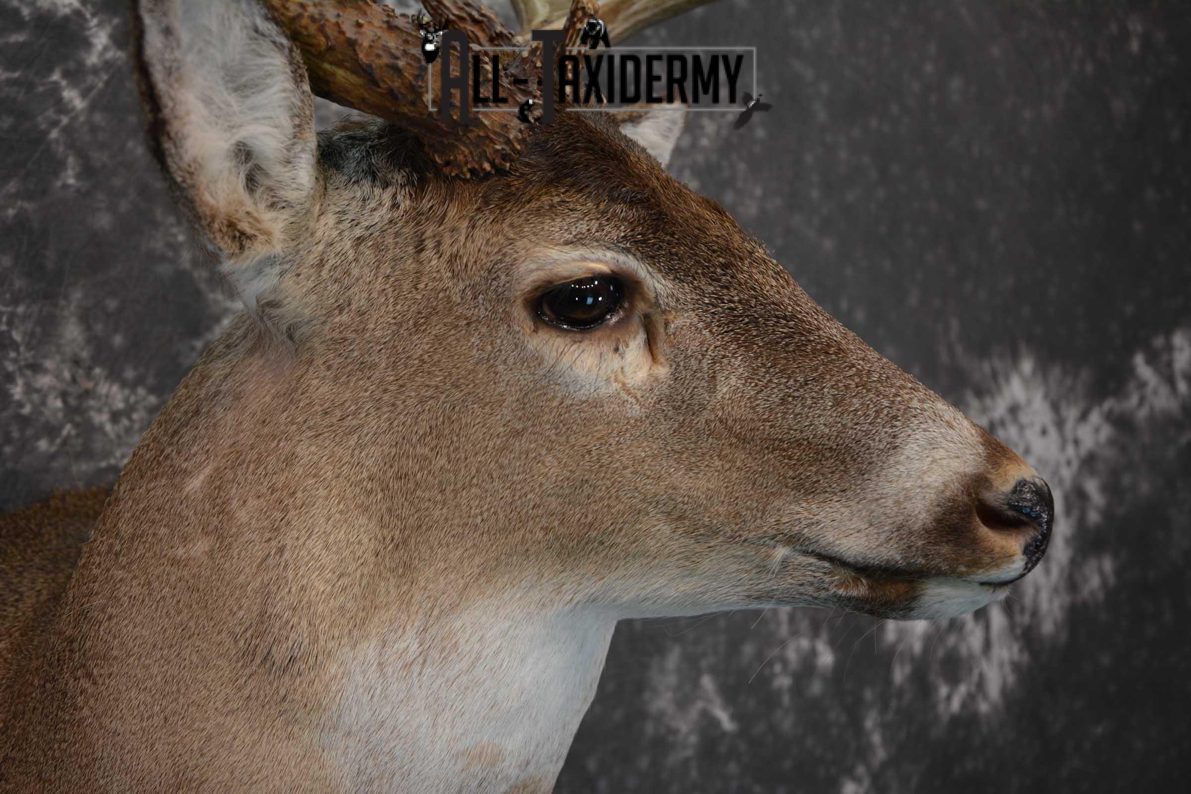Whitetail Deer Taxidermy shoulder mount for sale SKU 1604 - Image 4