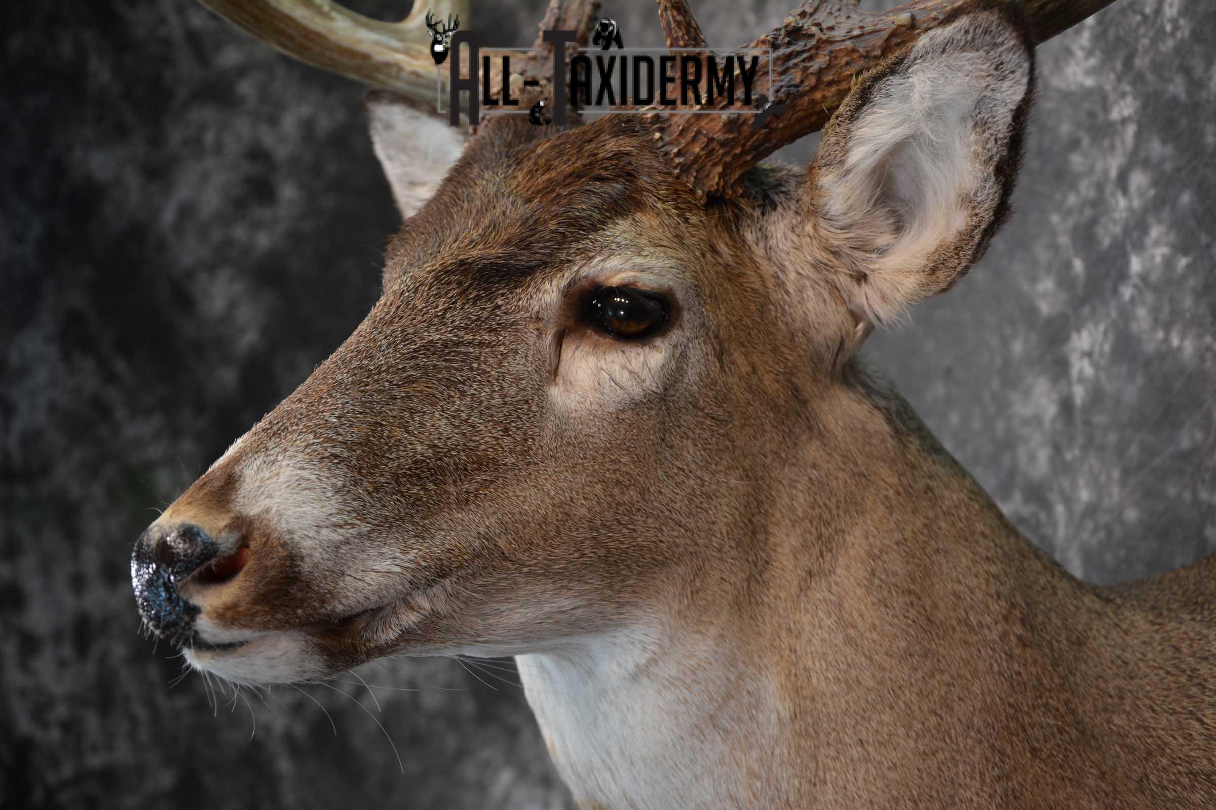 Whitetail Deer Taxidermy shoulder mount for sale SKU 1604 - Image 3