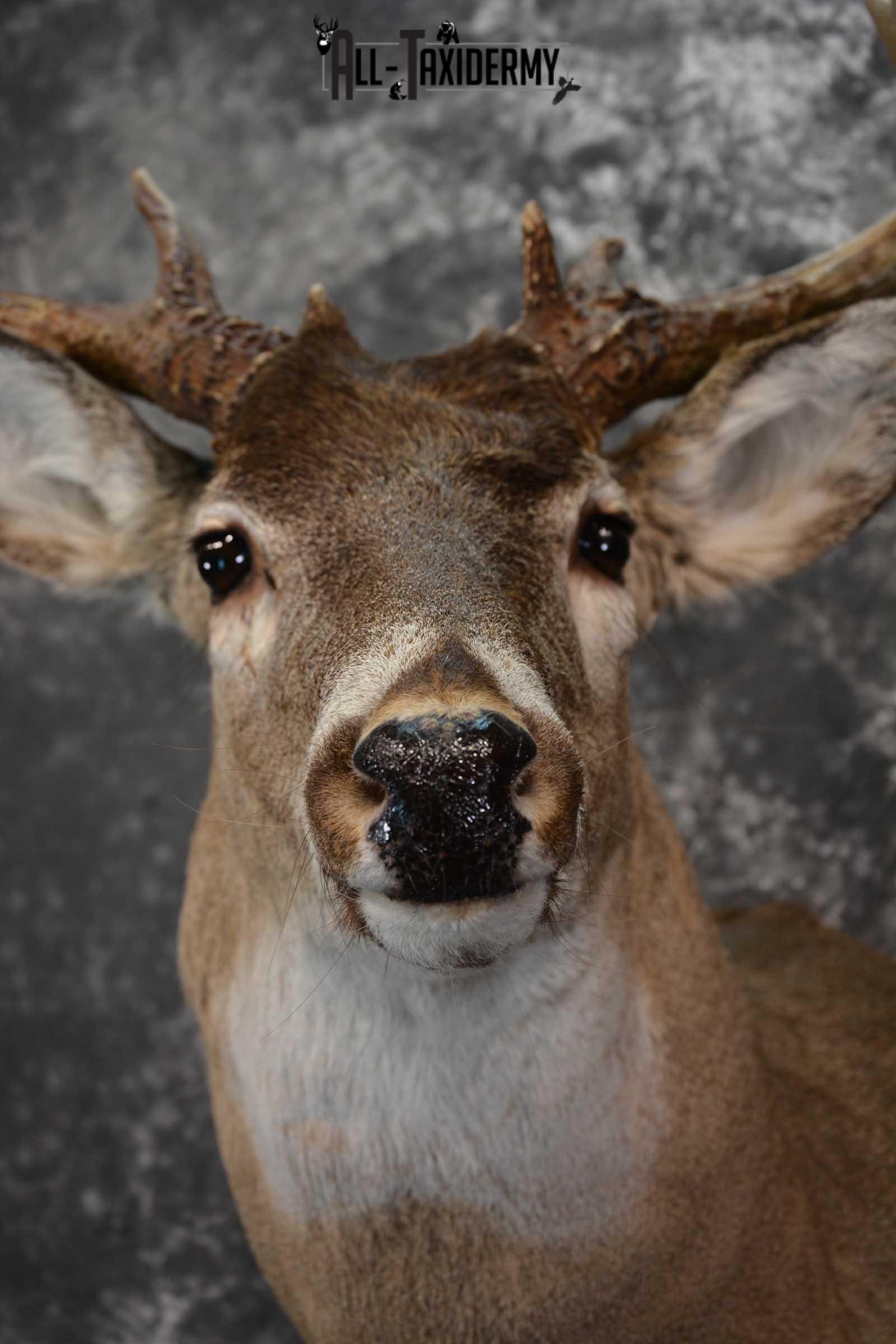 Whitetail Deer Taxidermy shoulder mount for sale SKU 1604 - Image 2