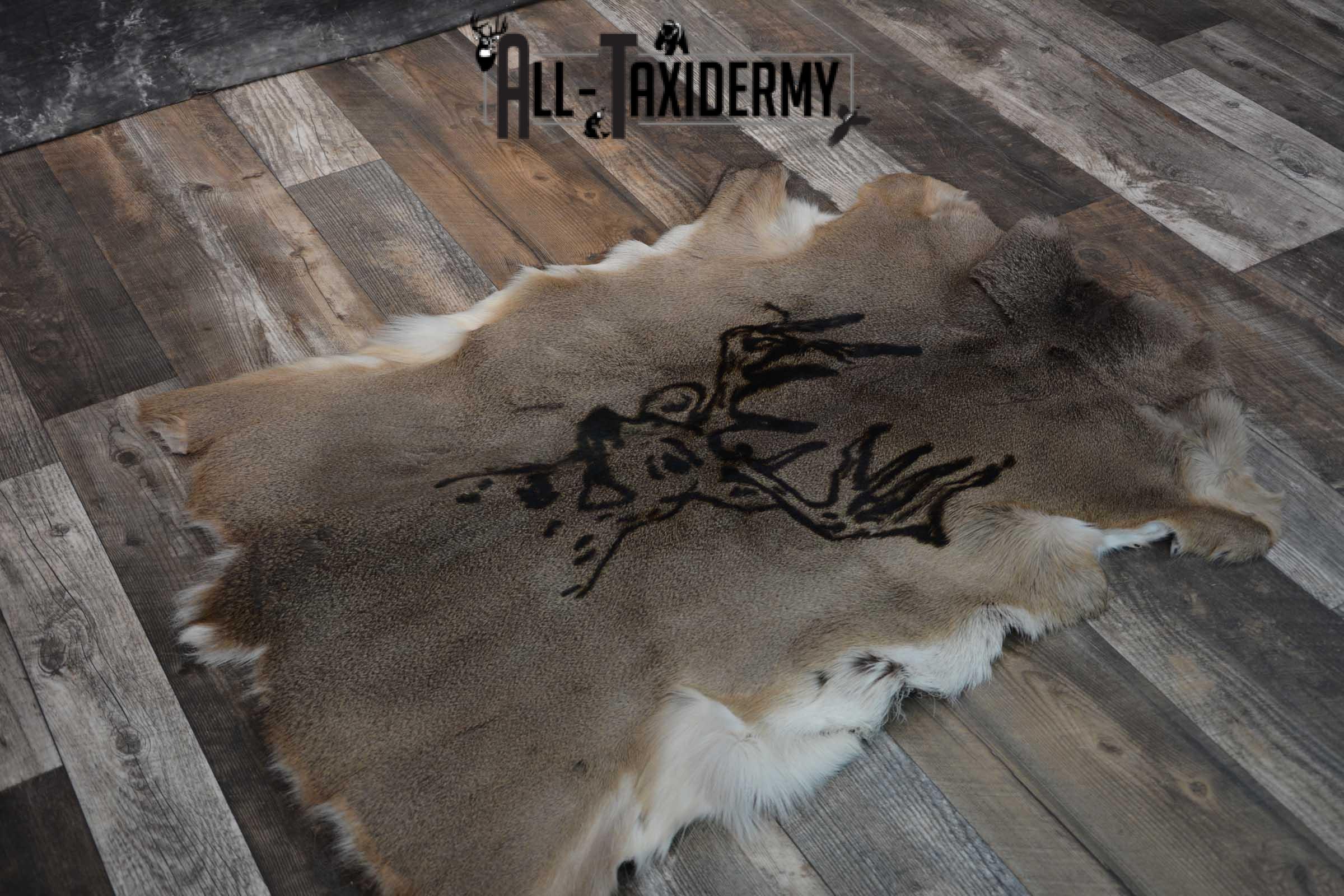 Whitetail Deer Hide with Buck Print Taxidermy SKU 1606 - Image 5