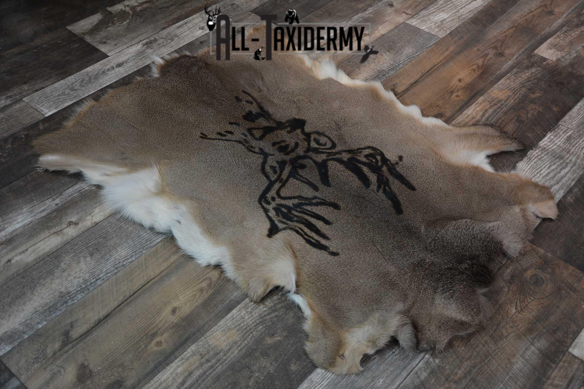Whitetail Deer Hide with Buck Print Taxidermy SKU 1606 - Image 2