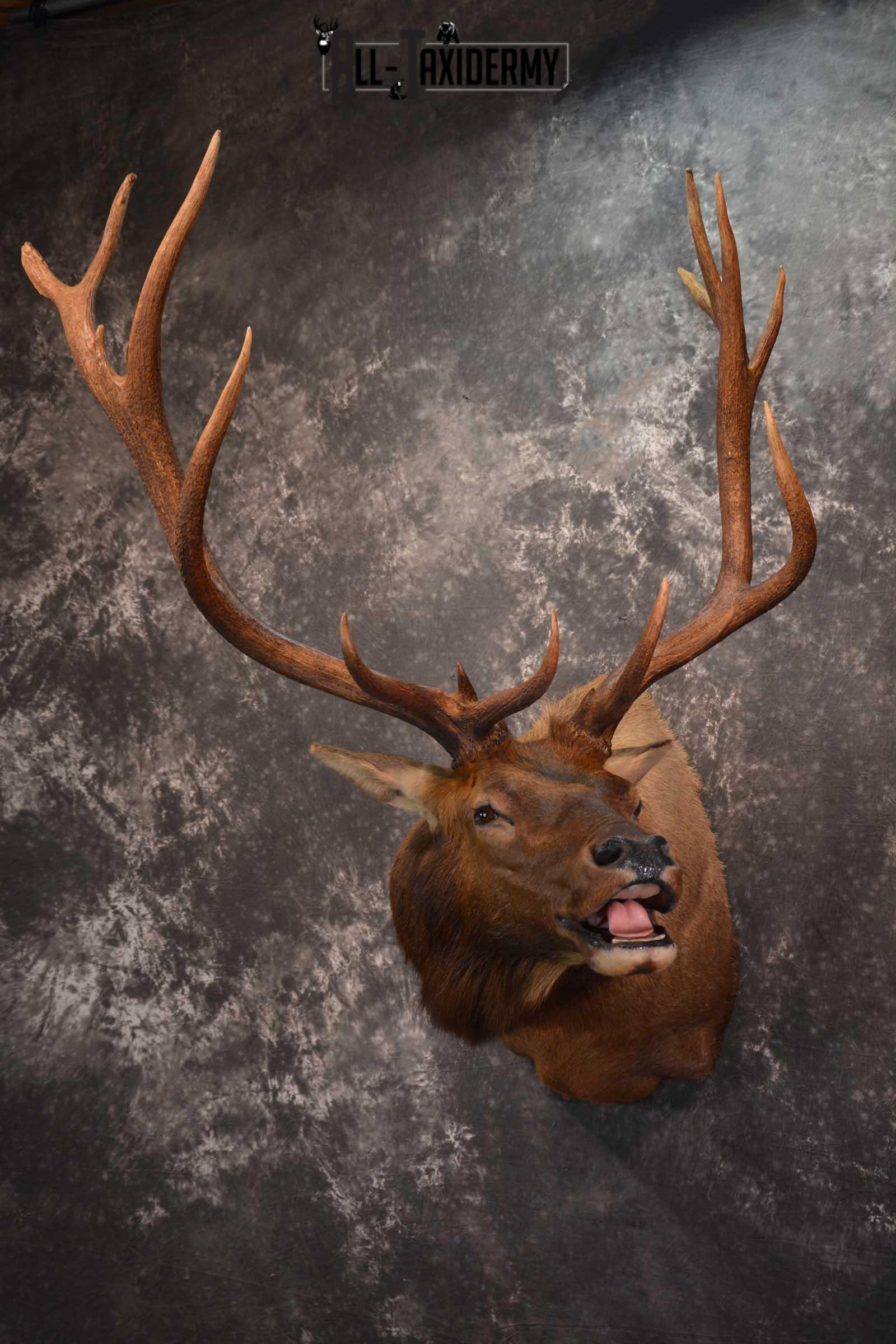 Elk Bugling Taxidermy Shoulder Mount SKU 1588 - Image 15