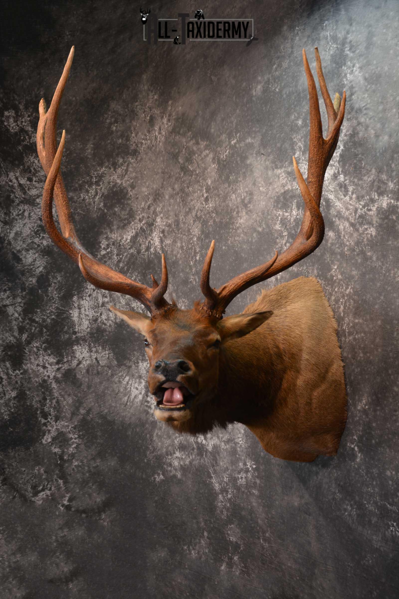 Elk Bugling Taxidermy Shoulder Mount SKU 1588 - Image 14
