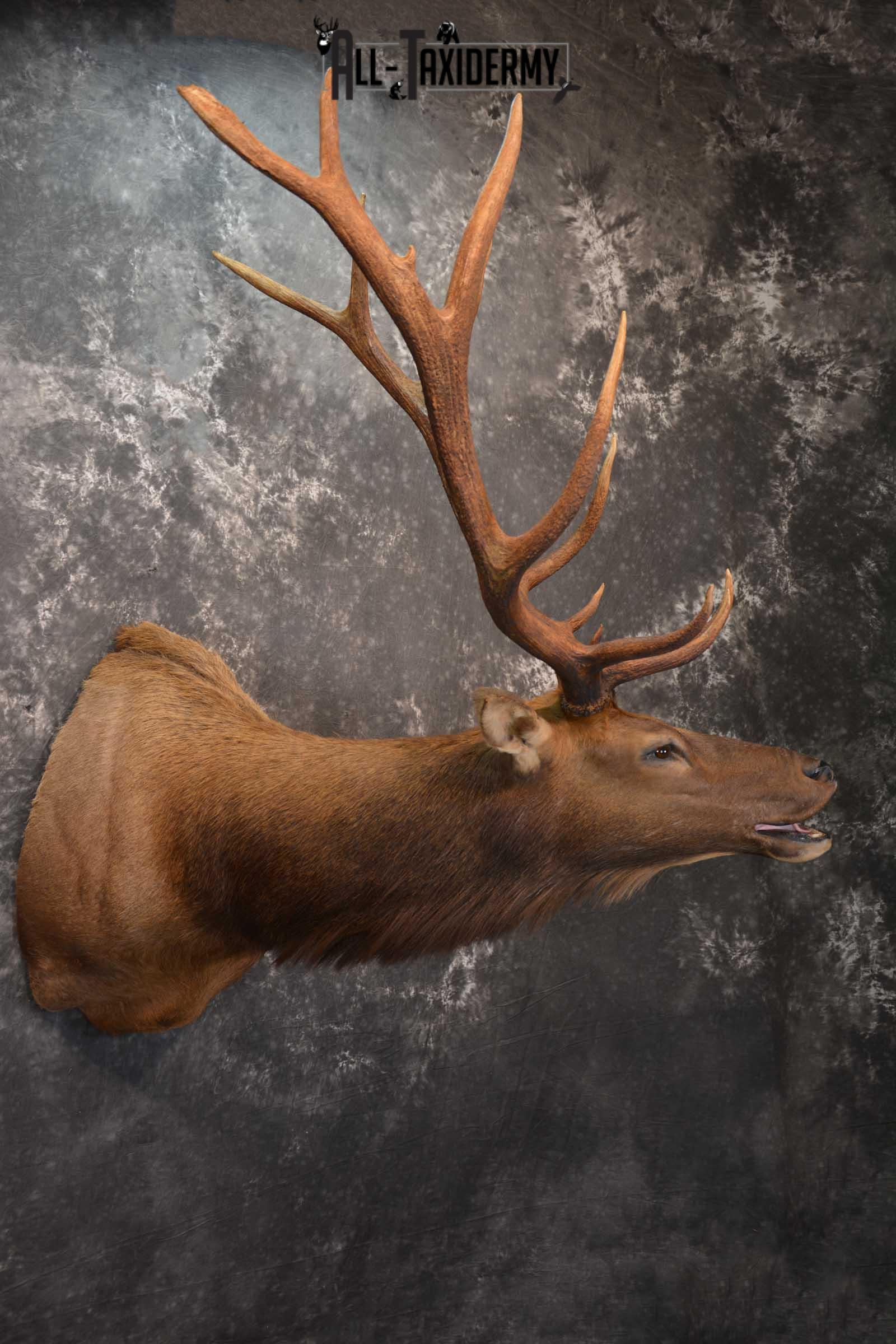Elk Bugling Taxidermy Shoulder Mount SKU 1588 - Image 13