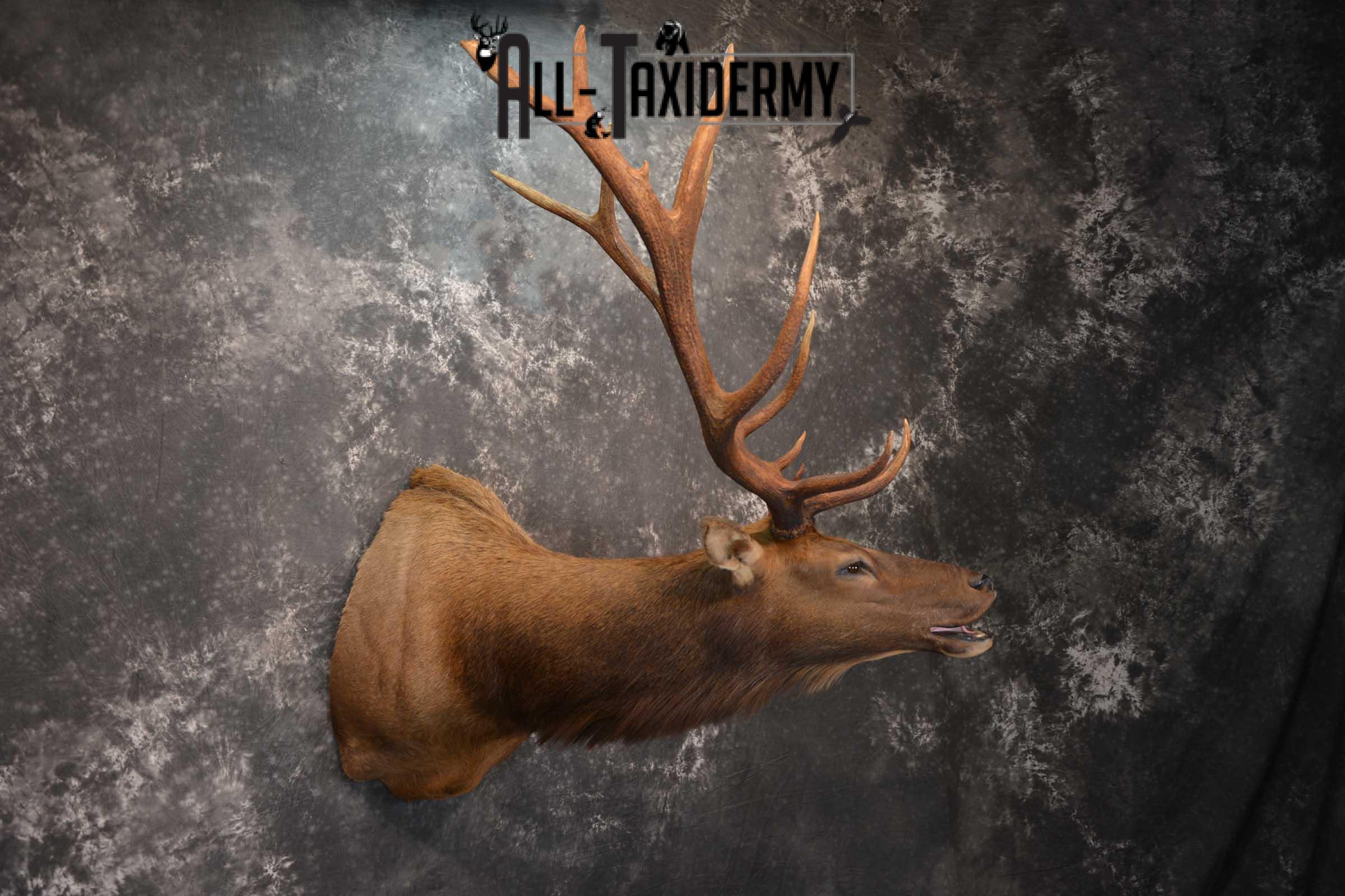 Elk Bugling Taxidermy Shoulder Mount SKU 1588 - Image 12