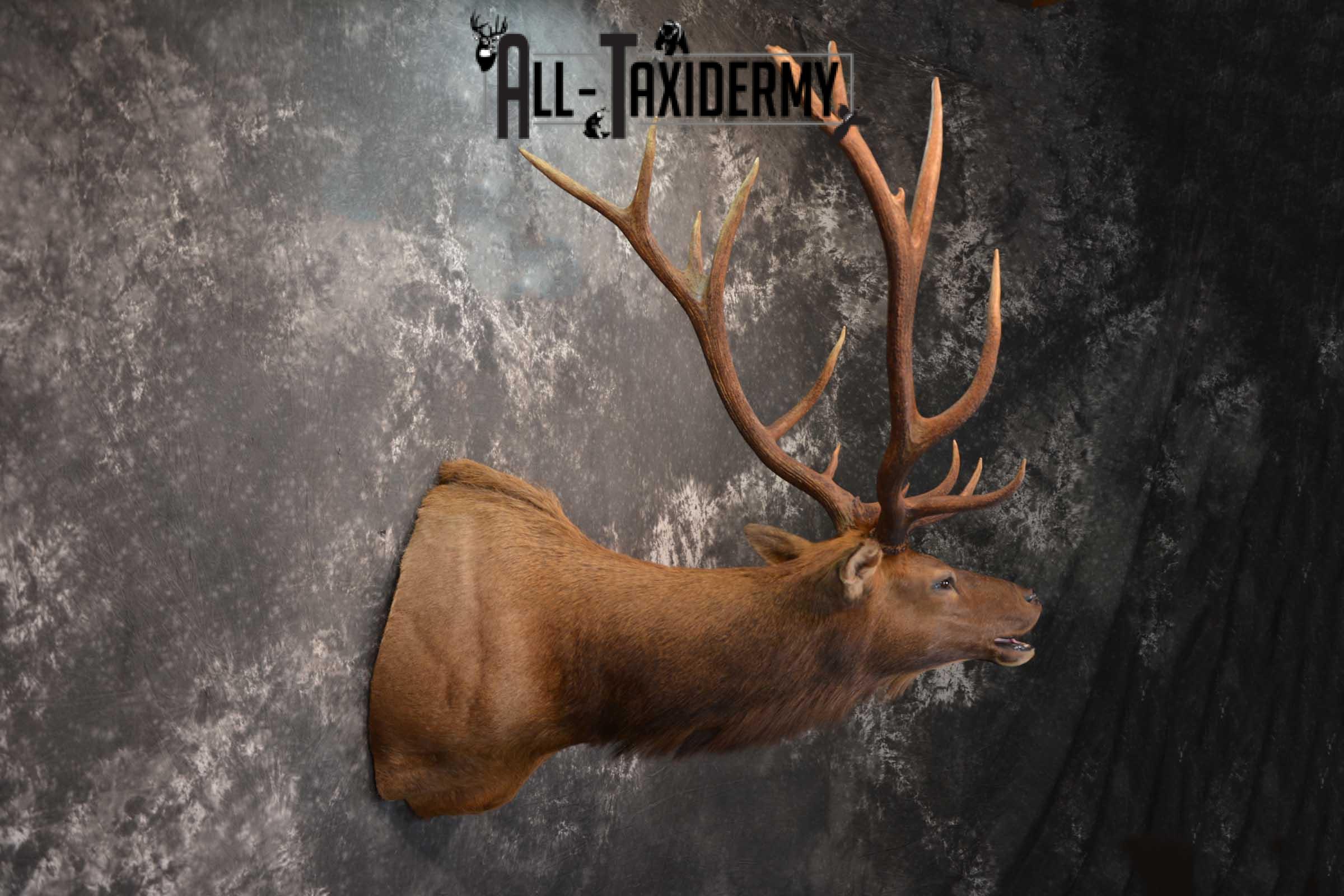 Elk Bugling Taxidermy Shoulder Mount SKU 1588 - Image 11