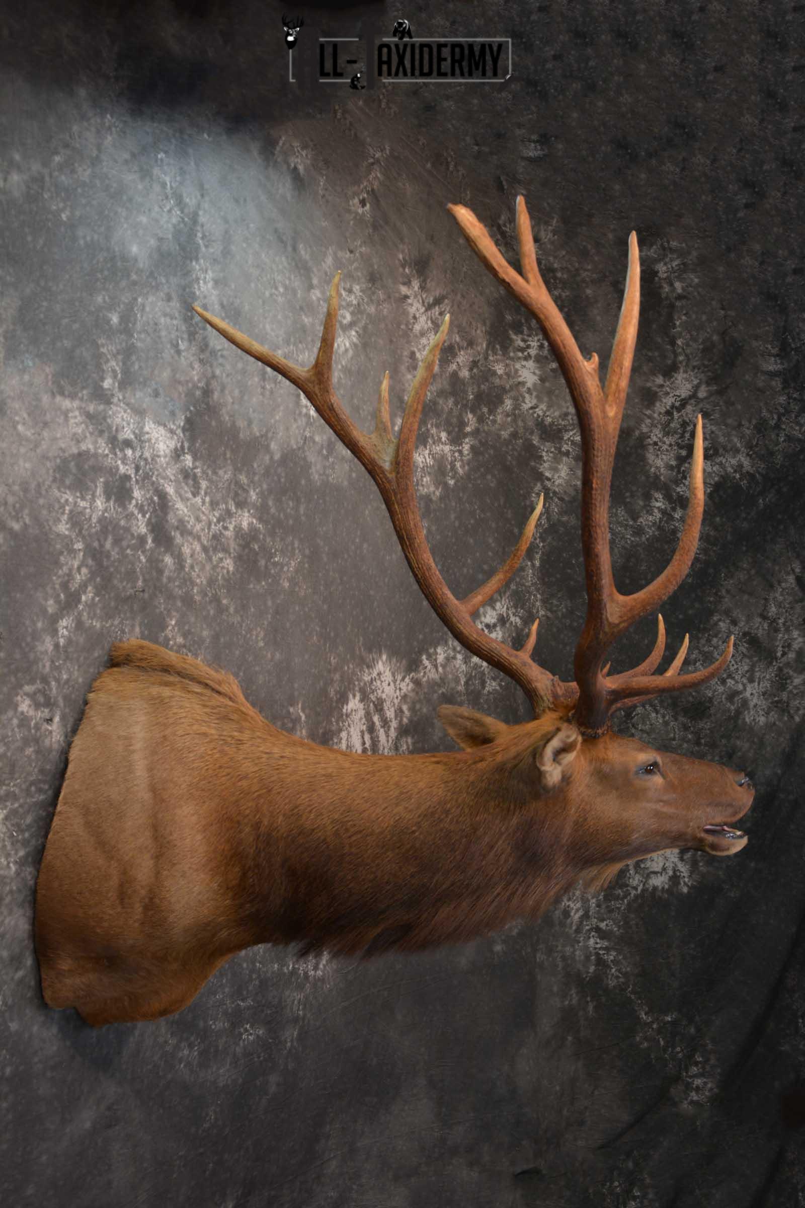 Elk Bugling Taxidermy Shoulder Mount SKU 1588 - Image 10