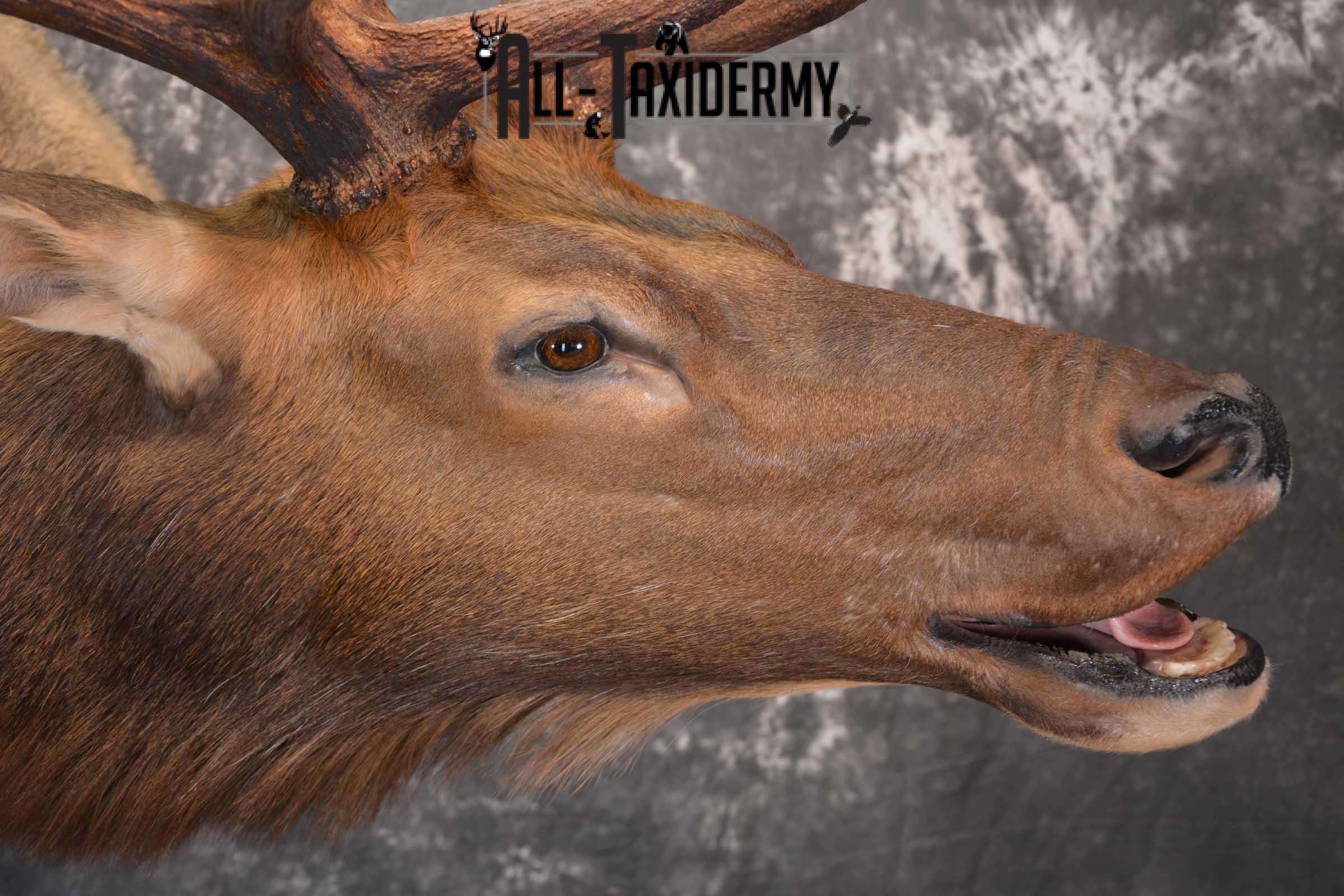 Elk Bugling Taxidermy Shoulder Mount SKU 1588 - Image 9