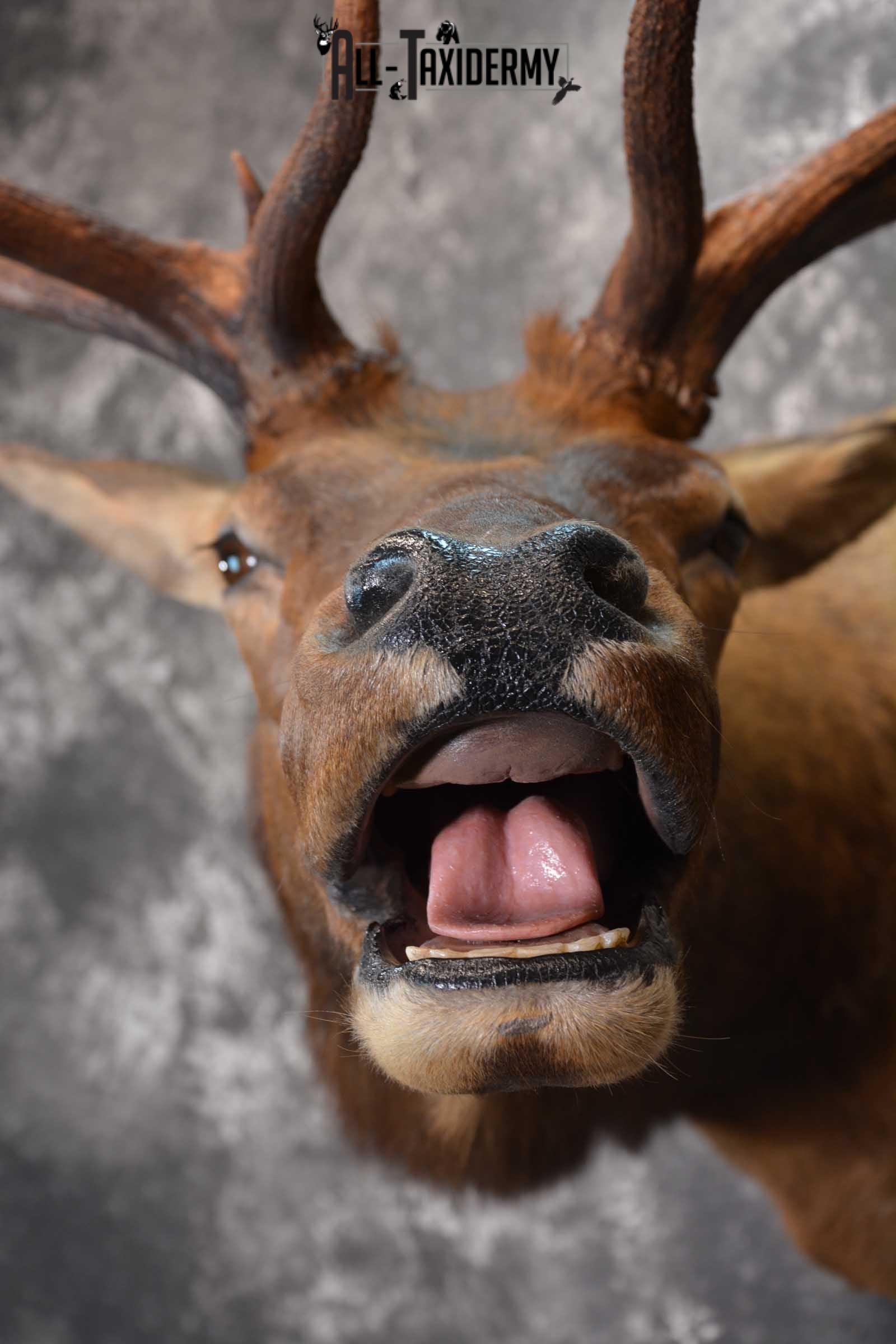 Elk Bugling Taxidermy Shoulder Mount SKU 1588 - Image 8