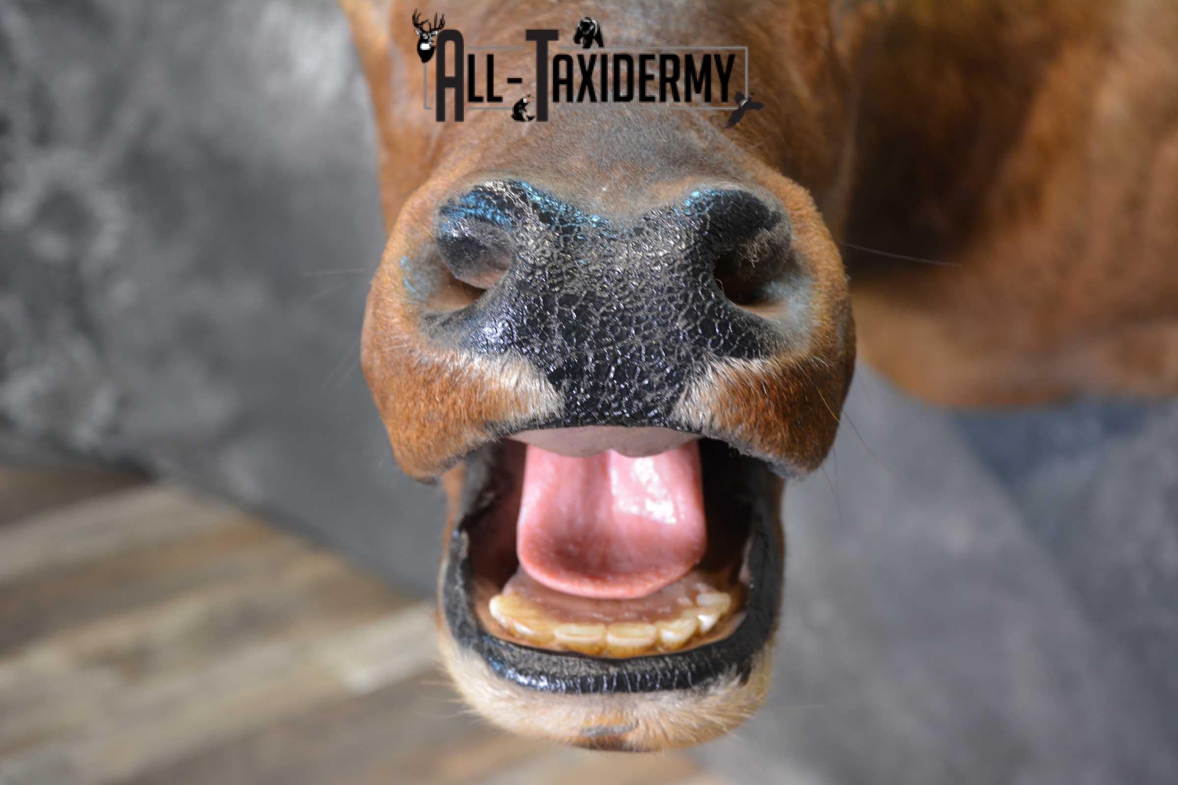 Elk Bugling Taxidermy Shoulder Mount SKU 1588 - Image 7