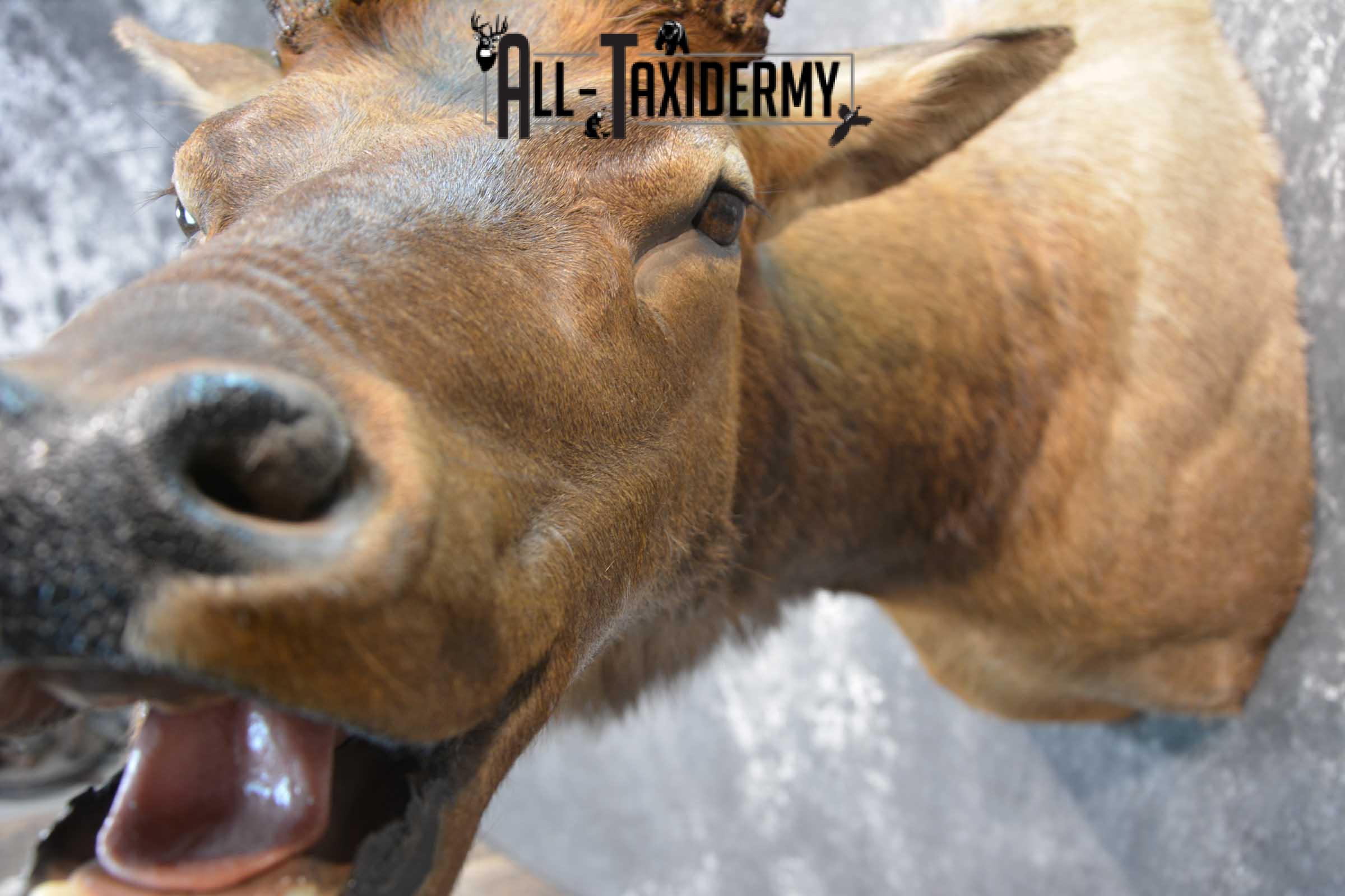 Elk Bugling Taxidermy Shoulder Mount SKU 1588 - Image 6