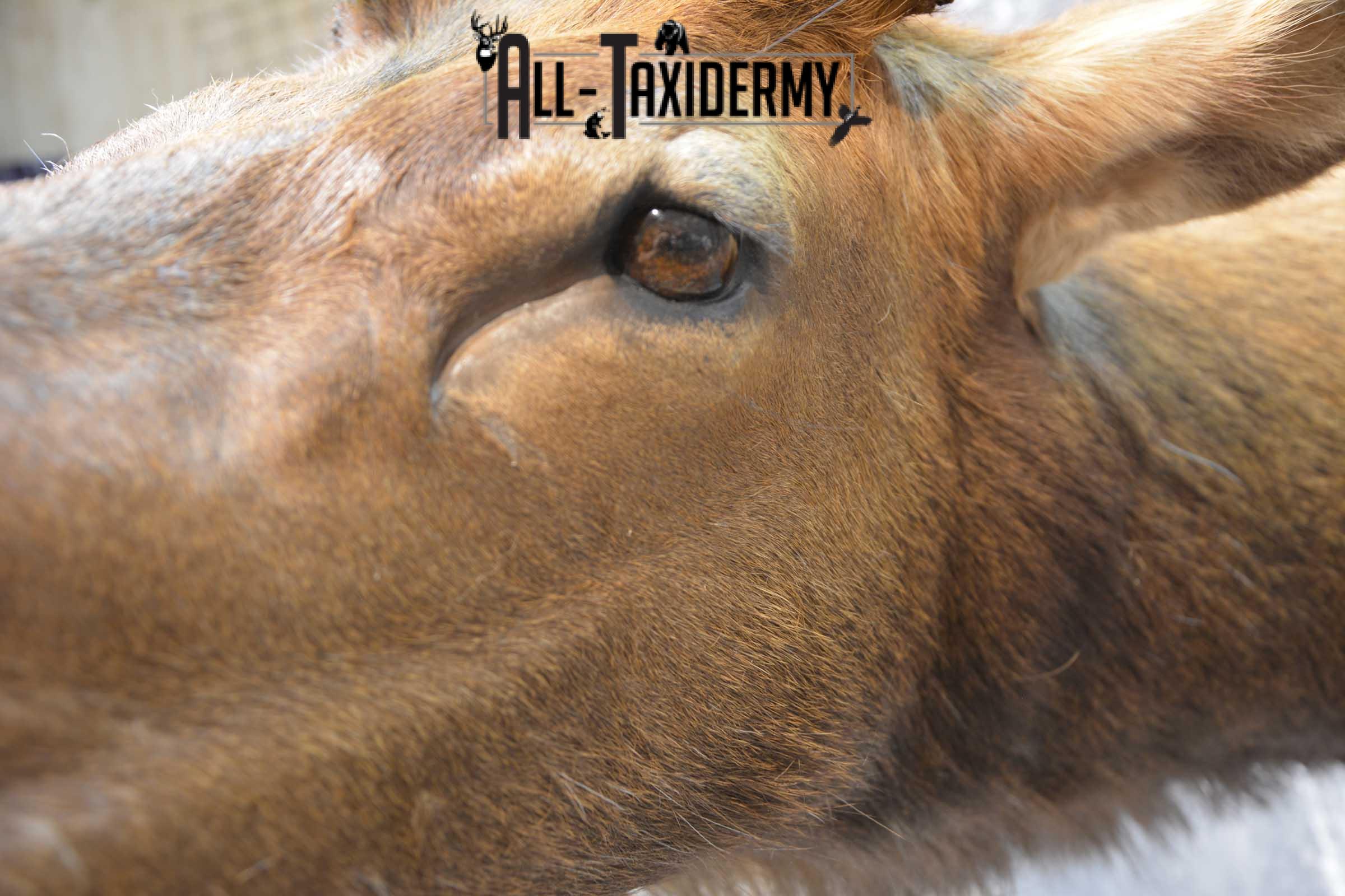 Elk Bugling Taxidermy Shoulder Mount SKU 1588 - Image 5