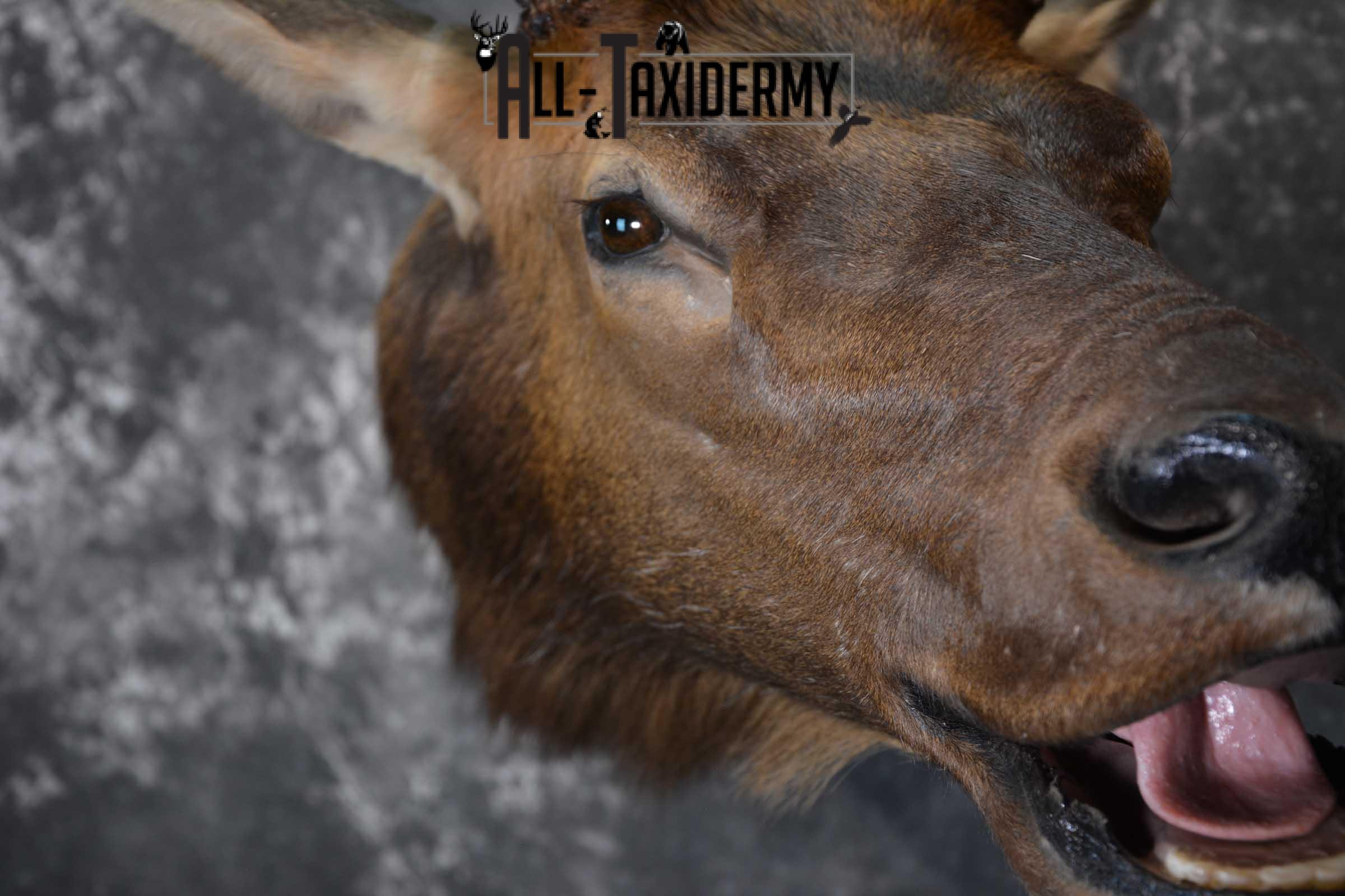 Elk Bugling Taxidermy Shoulder Mount SKU 1588 - Image 4