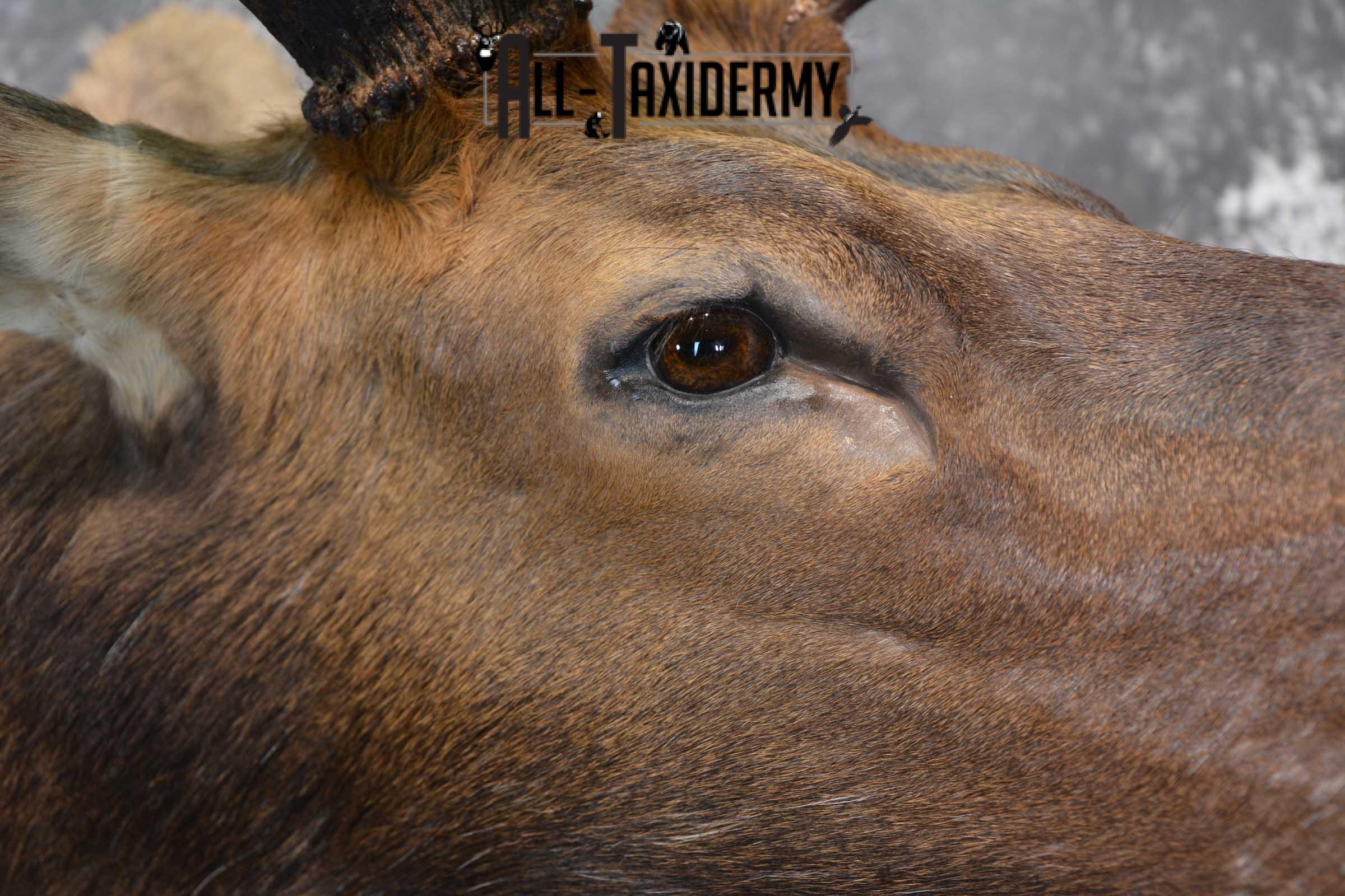 Elk Bugling Taxidermy Shoulder Mount SKU 1588 - Image 3
