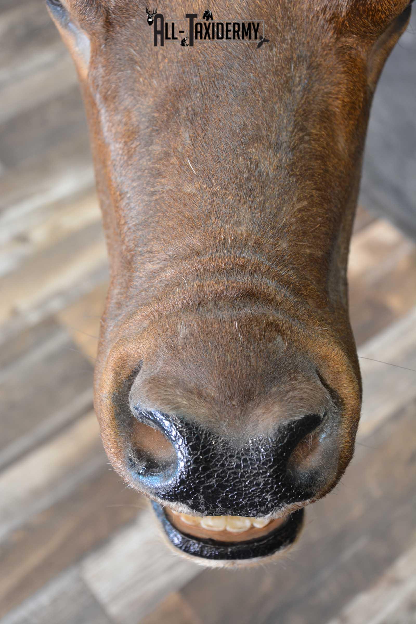 Elk Bugling Taxidermy Shoulder Mount SKU 1588 - Image 2