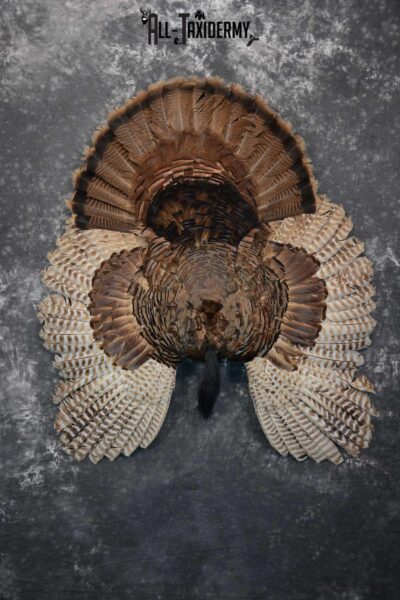 Eastern Turkey Tail Wing Beard Taxidermy Display SKU 1622