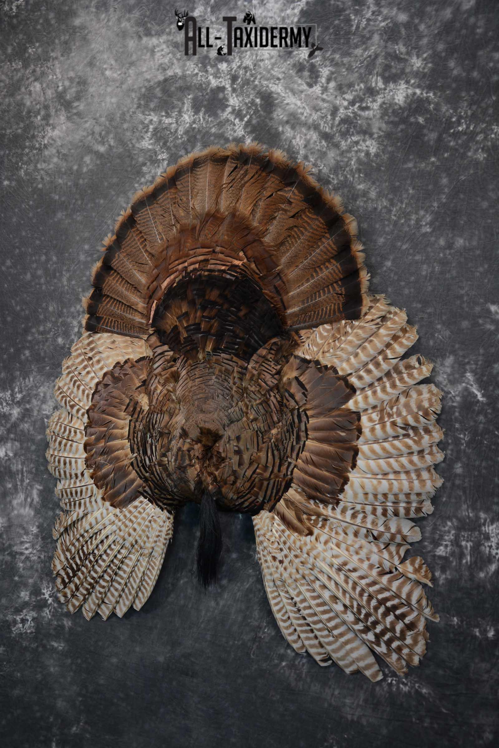 Eastern Turkey Tail Wing Beard Taxidermy Display SKU 1622 - Image 5