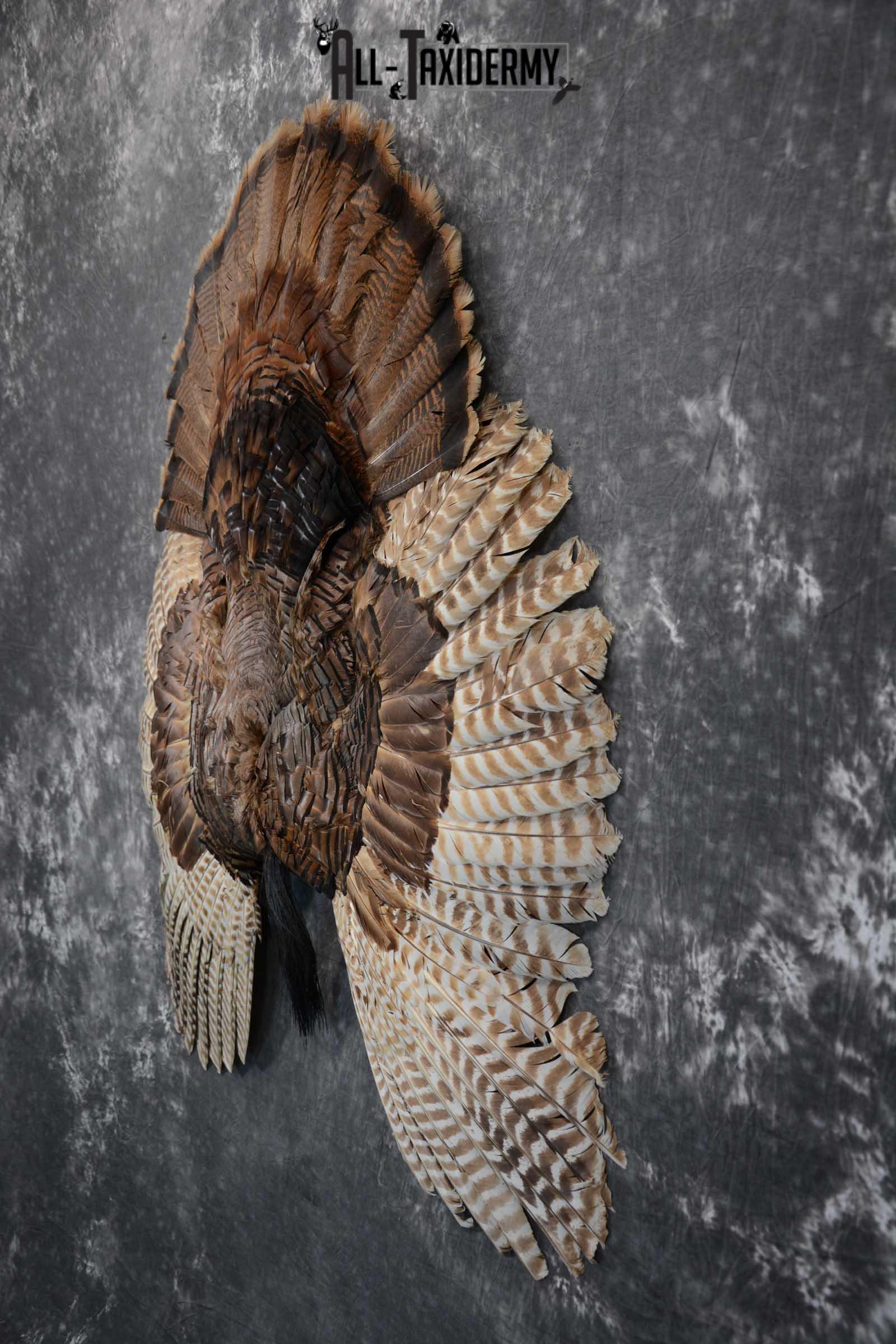 Eastern Turkey Tail Wing Beard Taxidermy Display SKU 1622 - Image 4