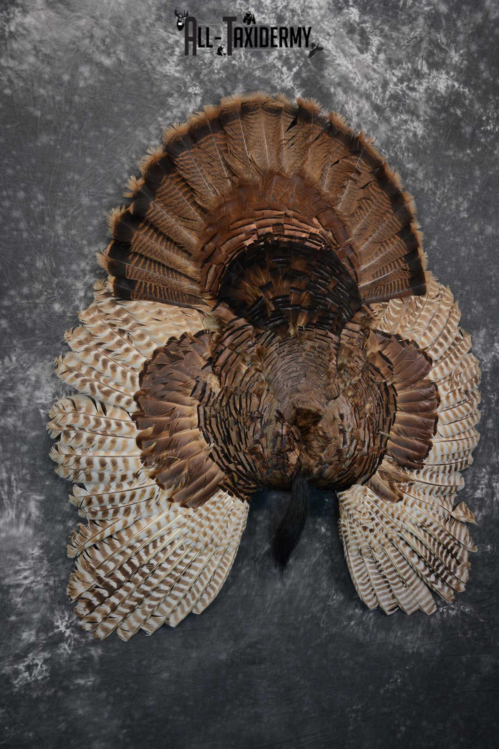 Eastern Turkey Tail Wing Beard Taxidermy Display SKU 1622 - Image 3