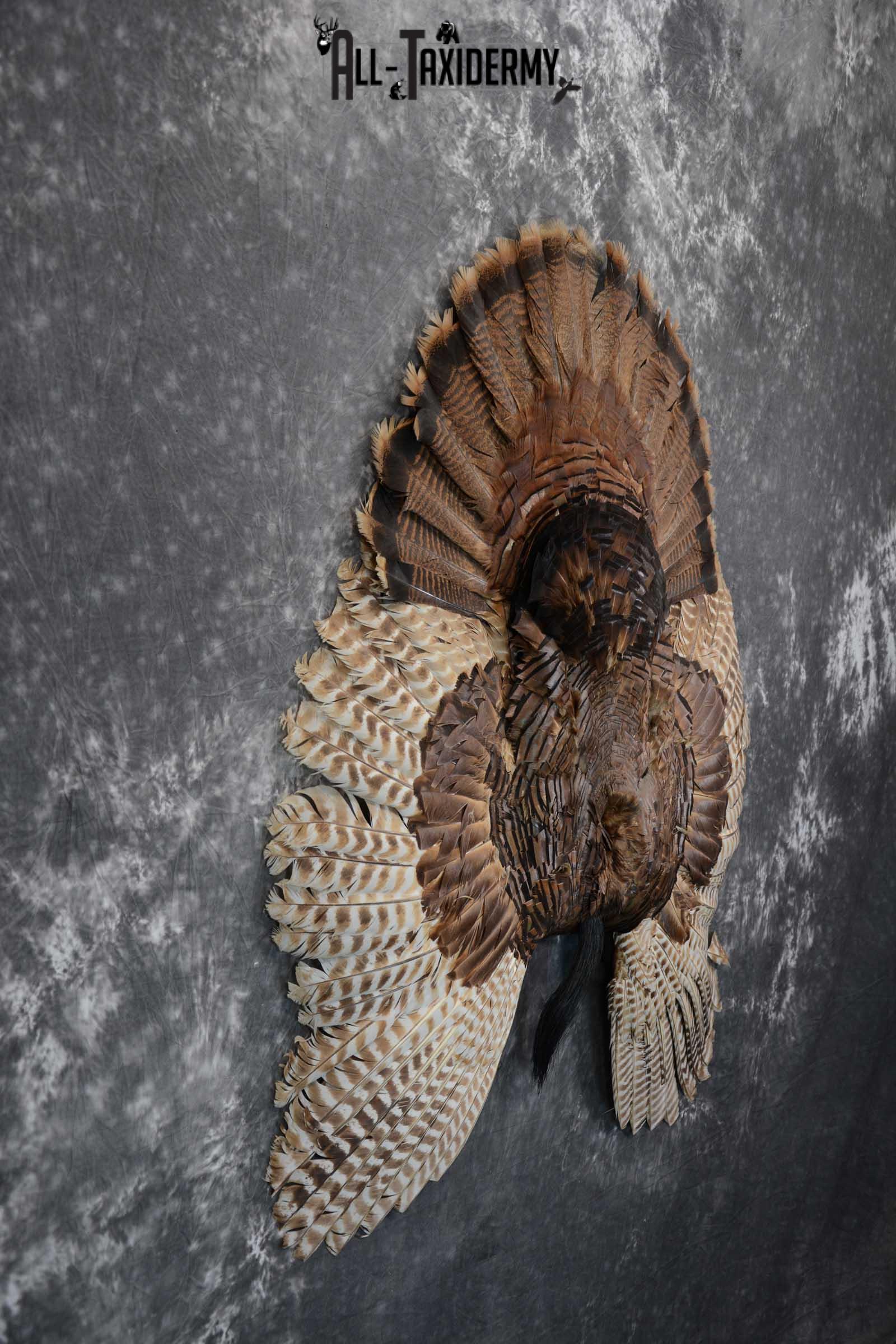 Eastern Turkey Tail Wing Beard Taxidermy Display SKU 1622 - Image 2