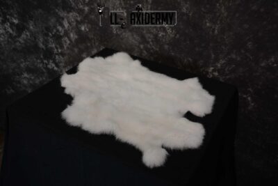 Snowshoe Hare Rabbit Hide for sale SKU 1621