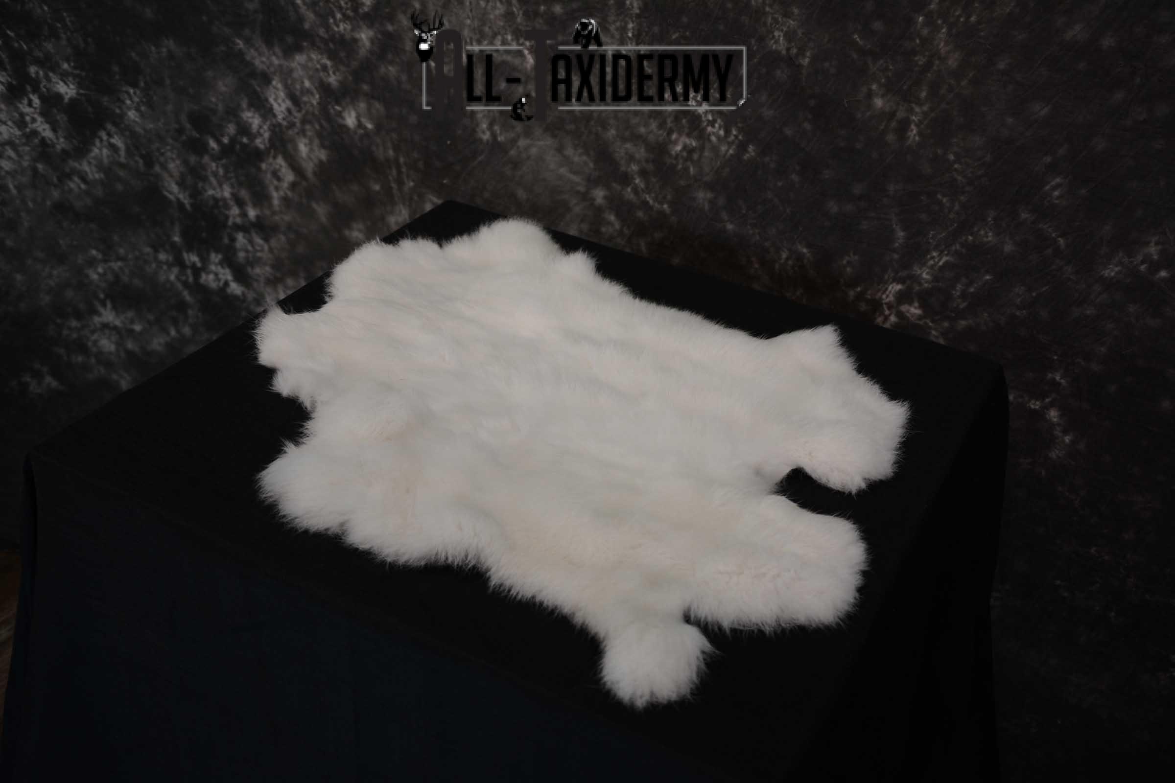 Snowshoe Hare Rabbit Hide for sale SKU 1621