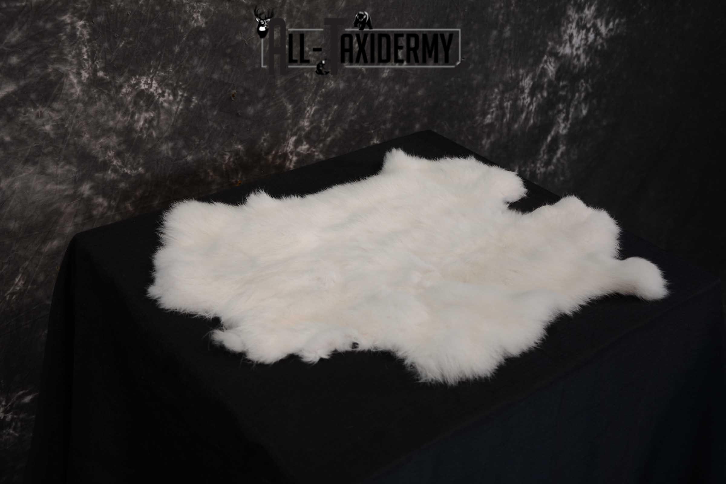 Snowshoe Hare Rabbit Hide for sale SKU 1621 - Image 3