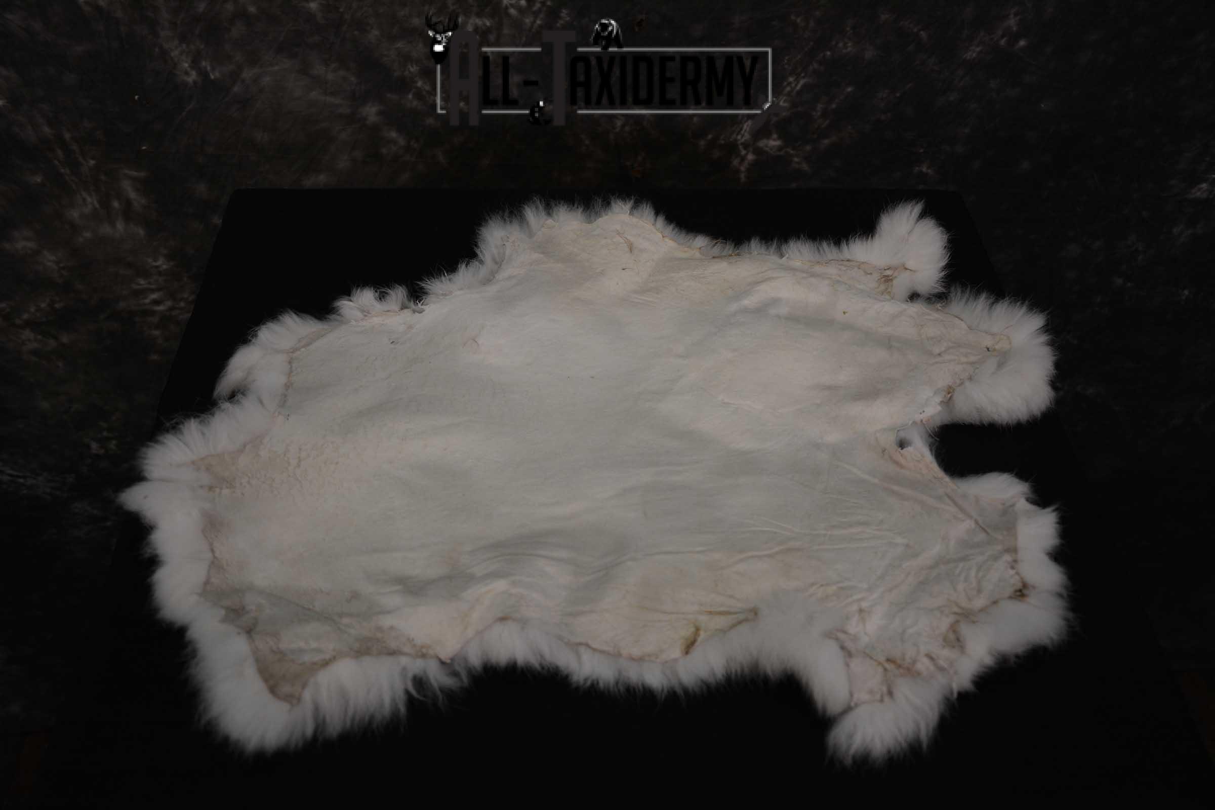 Snowshoe Hare Rabbit Hide for sale SKU 1621 - Image 2