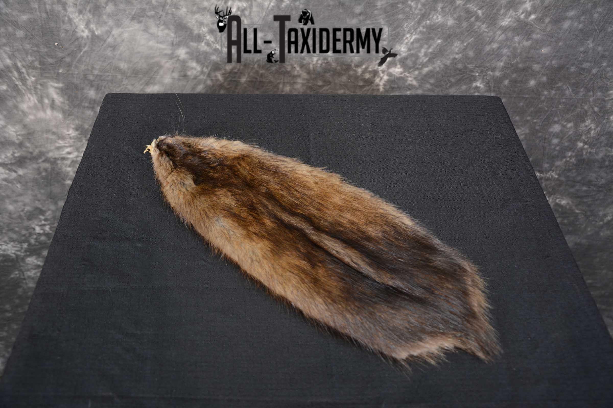 Muskrat Hide Pelt Taxidermy for Sale SKU 1619