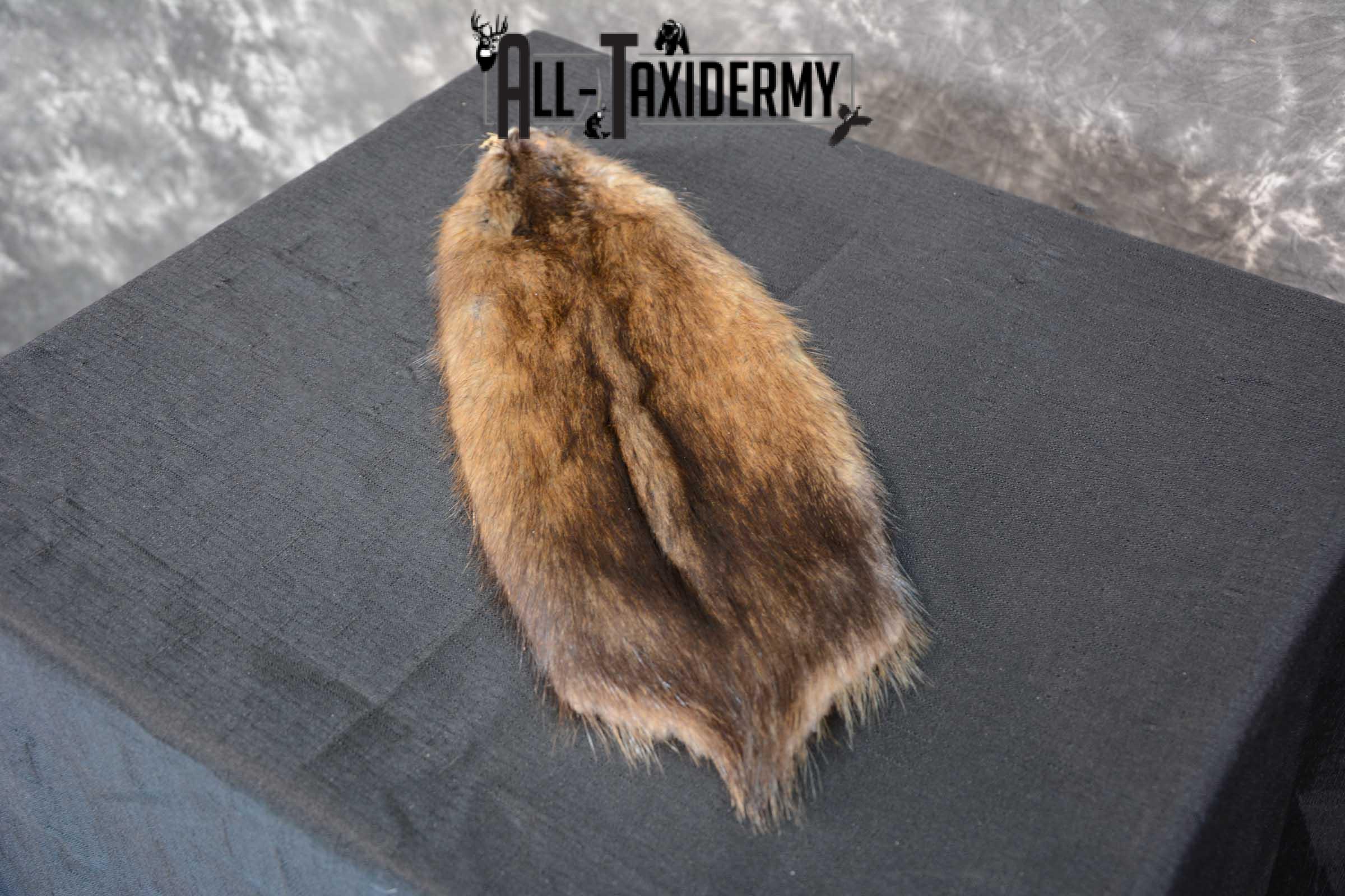Muskrat Hide Pelt Taxidermy for Sale SKU 1619 - Image 5