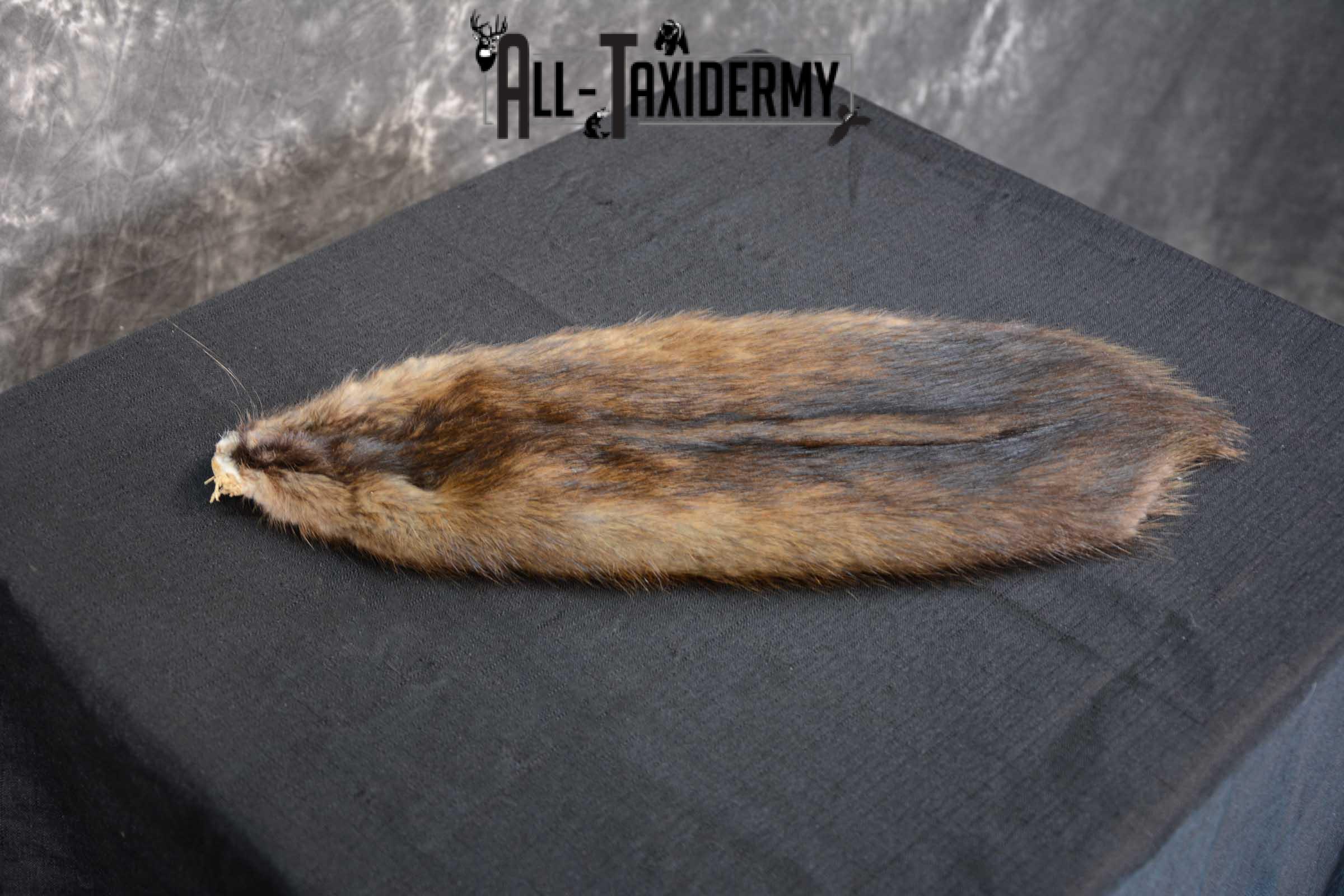Muskrat Hide Pelt Taxidermy for Sale SKU 1619 - Image 4