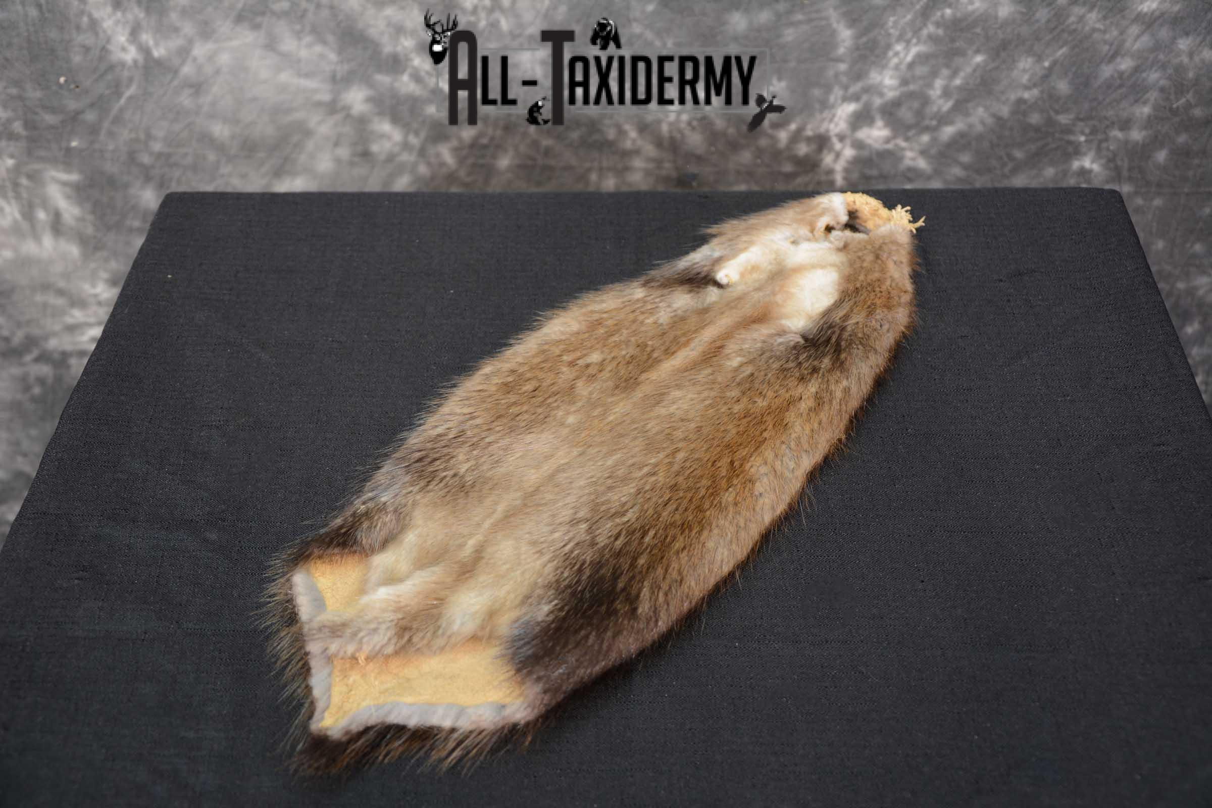 Muskrat Hide Pelt Taxidermy for Sale SKU 1619 - Image 3