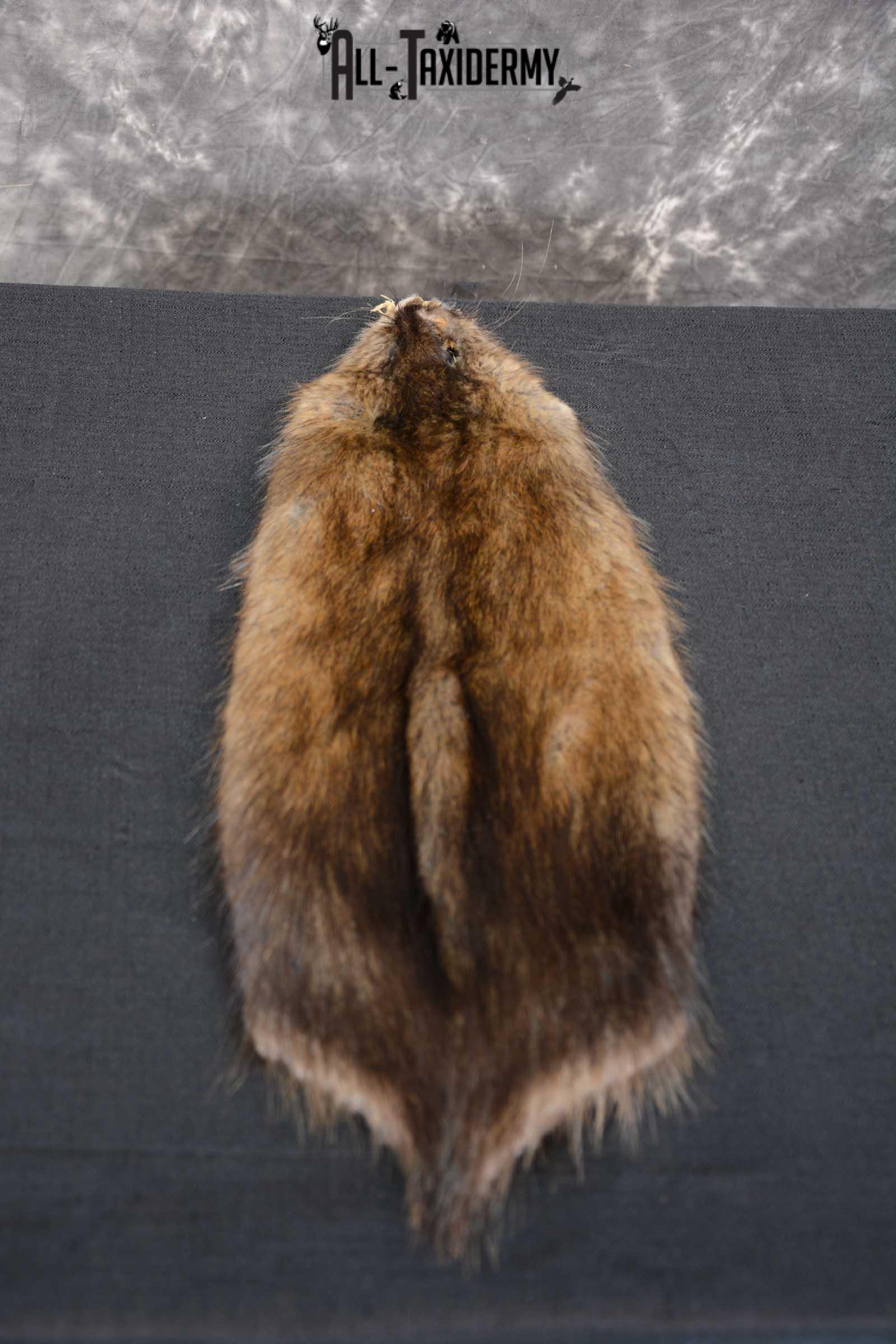 Muskrat Hide Pelt Taxidermy for Sale SKU 1619 - Image 2
