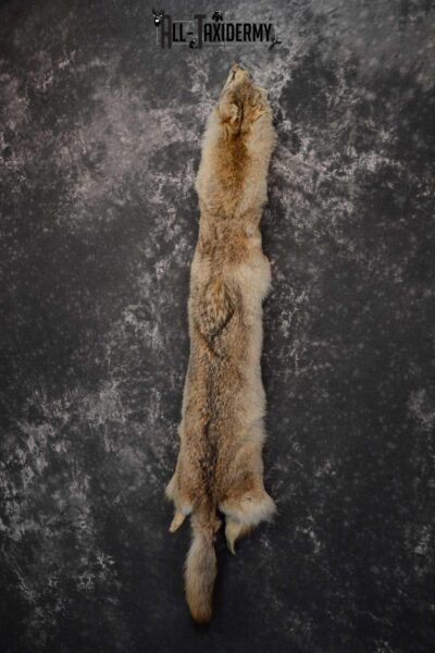 Coyote Hide Pelt Taxidermy for Sale SKU 1617
