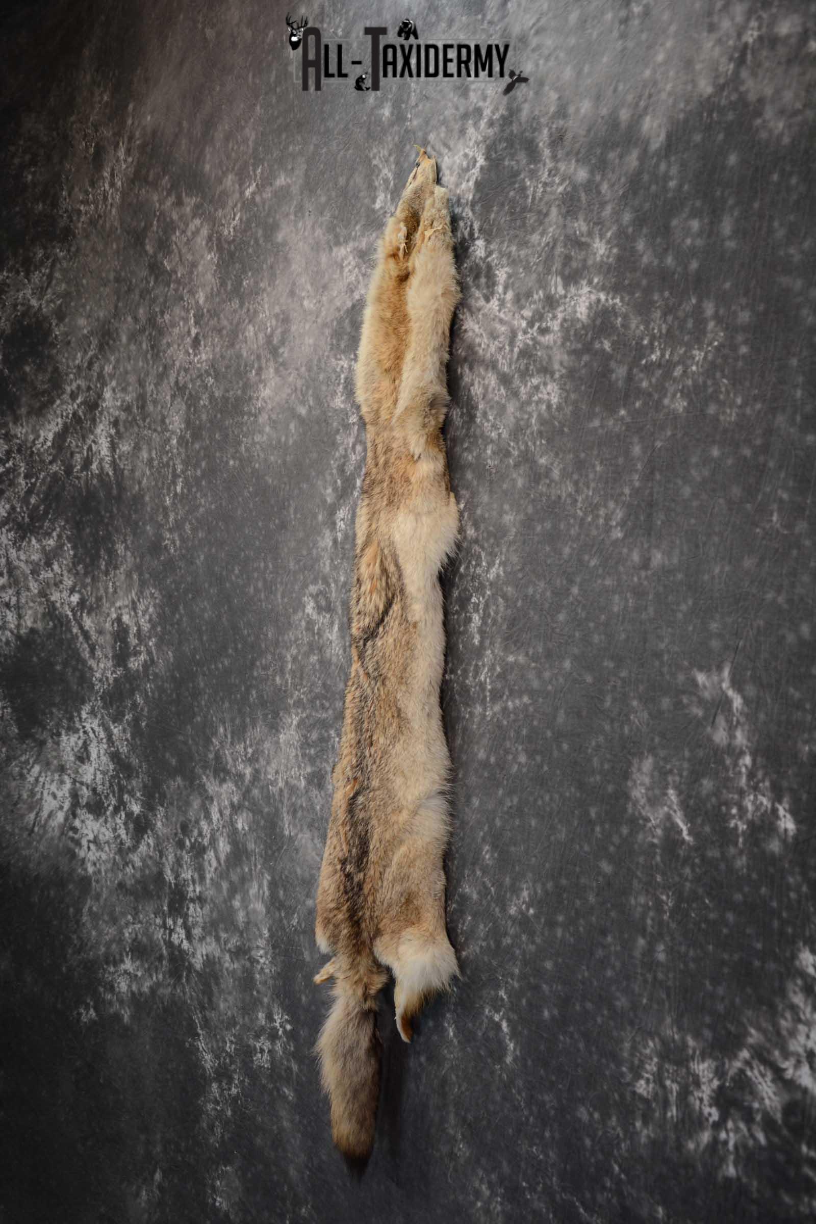 Coyote Hide Pelt Taxidermy for Sale SKU 1617 - Image 4