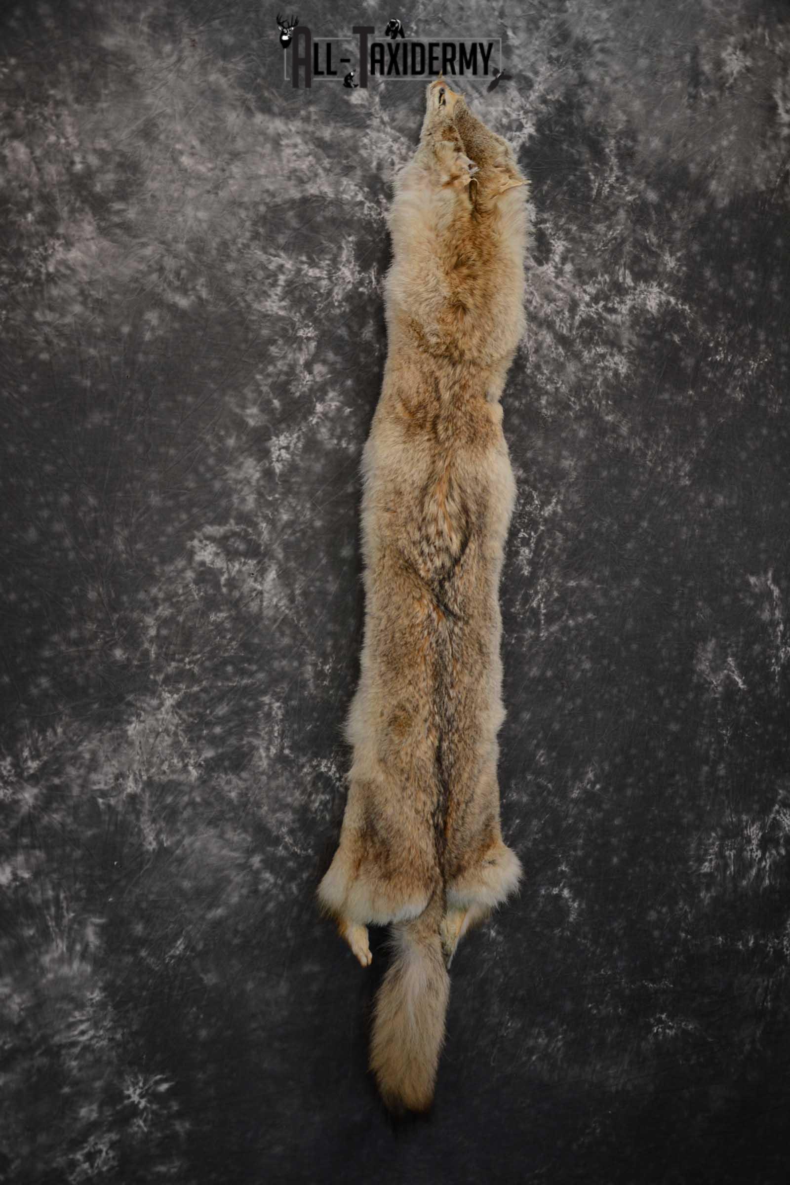 Coyote Hide Pelt Taxidermy for Sale SKU 1617 - Image 3