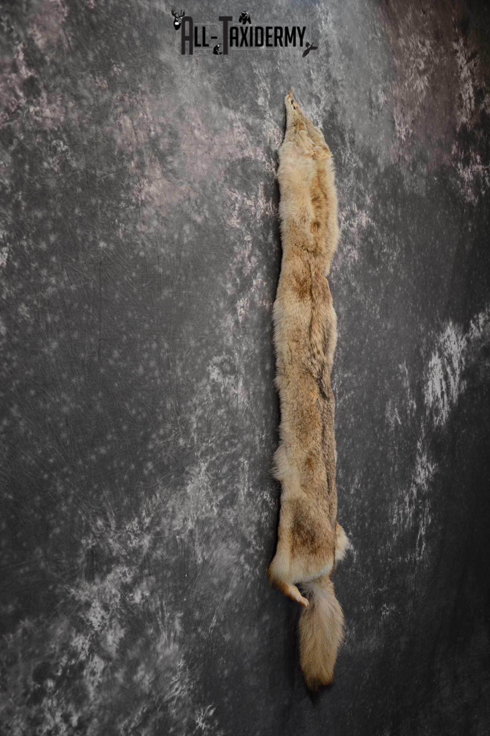 Coyote Hide Pelt Taxidermy for Sale SKU 1617 - Image 2
