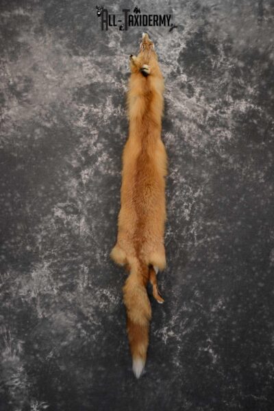 Red Fox Hide Pelt Taxidermy for Sale SKU 1616