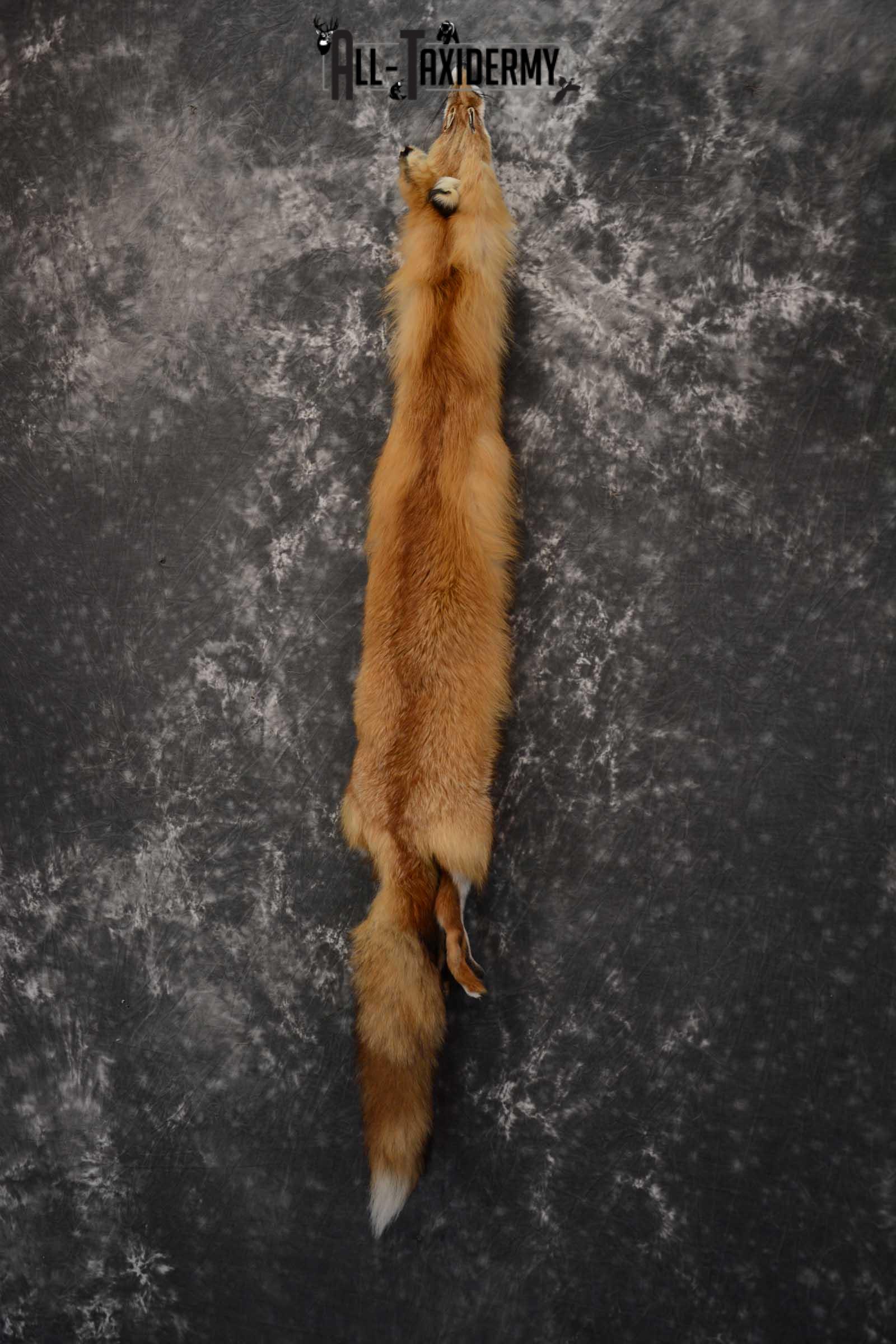 Red Fox Hide Pelt Taxidermy for Sale SKU 1616 - Image 6
