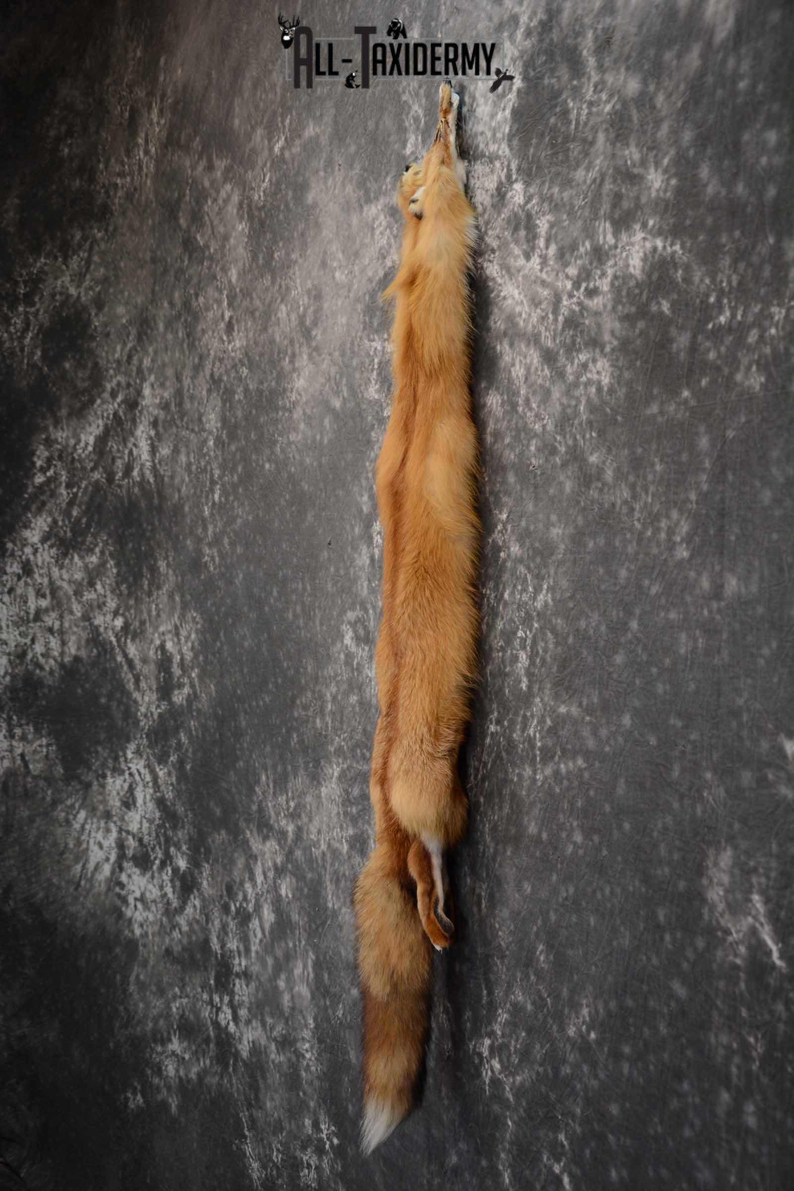 Red Fox Hide Pelt Taxidermy for Sale SKU 1616 - Image 5