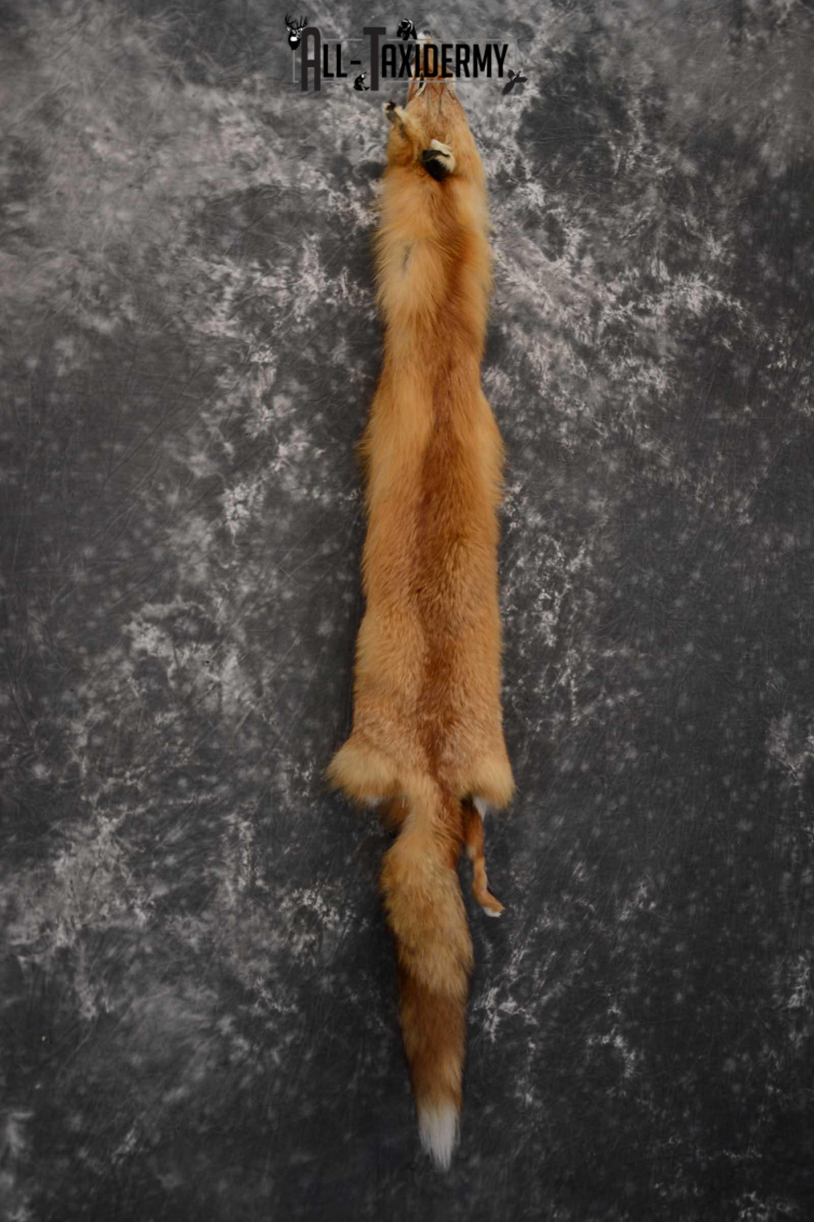 Red Fox Hide Pelt Taxidermy for Sale SKU 1616 - Image 4