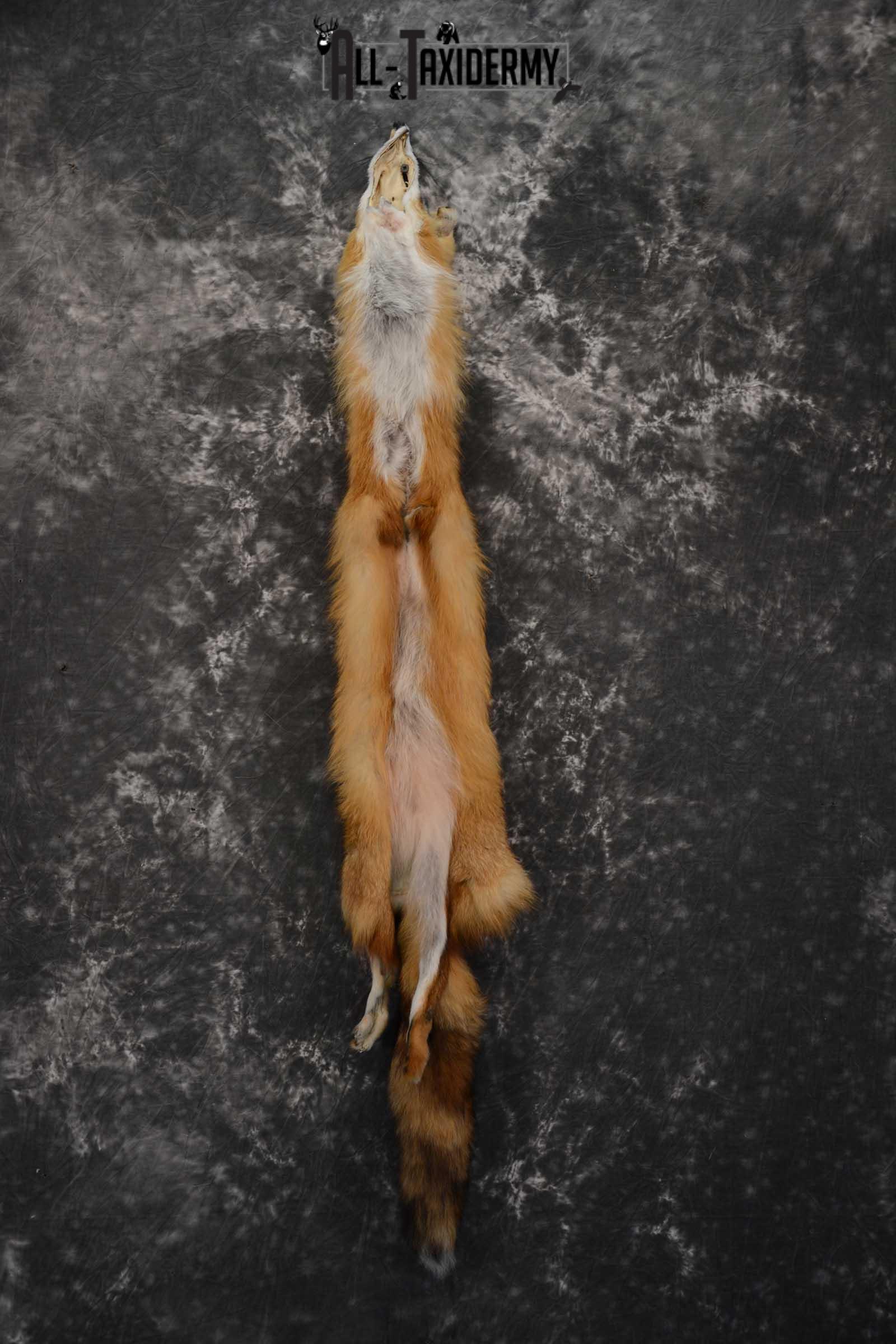 Red Fox Hide Pelt Taxidermy for Sale SKU 1616 - Image 2