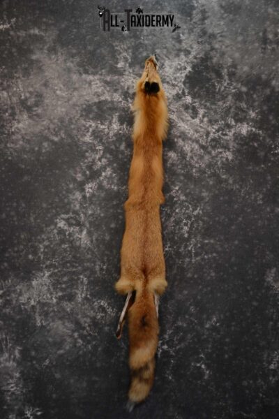 Red Fox Hide Pelt Taxidermy for Sale SKU 1615