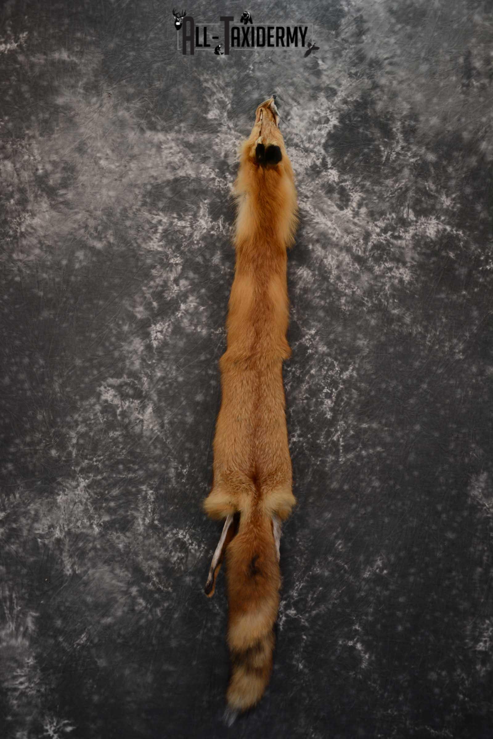 Red Fox Hide Pelt Taxidermy for Sale SKU 1615
