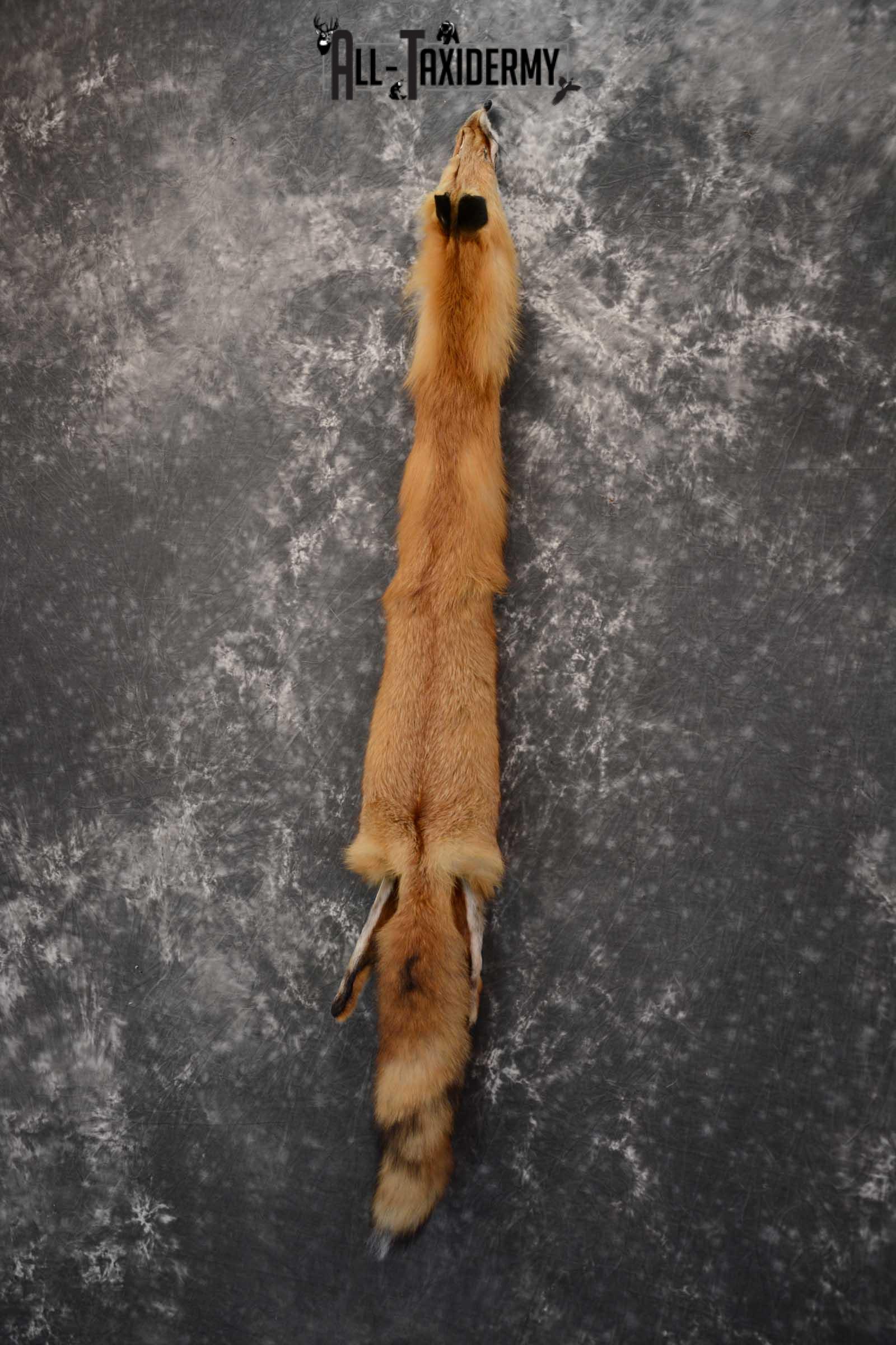 Red Fox Hide Pelt Taxidermy for Sale SKU 1615 - Image 2