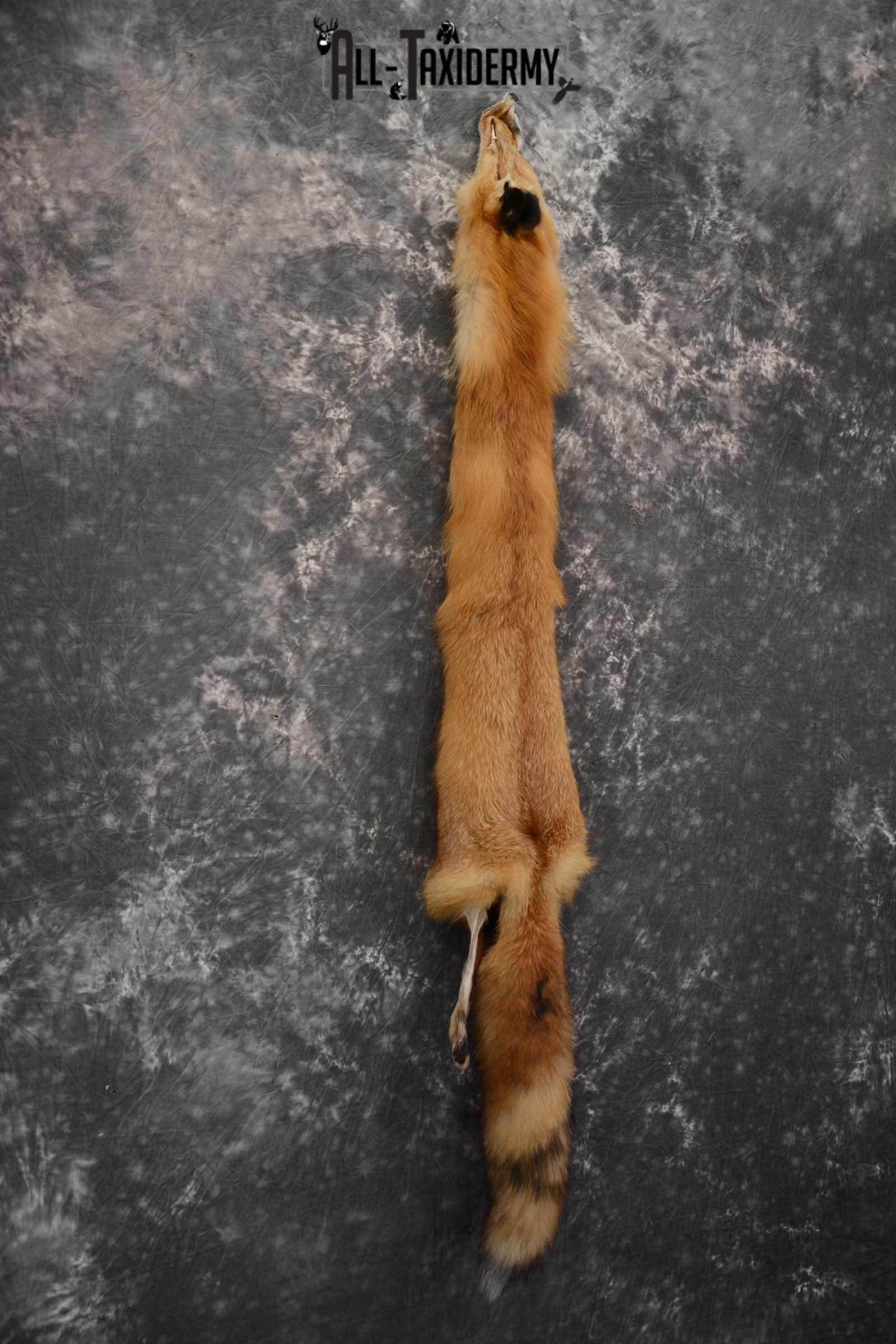 Red Fox Hide Pelt Taxidermy for Sale SKU 1615 - Image 4